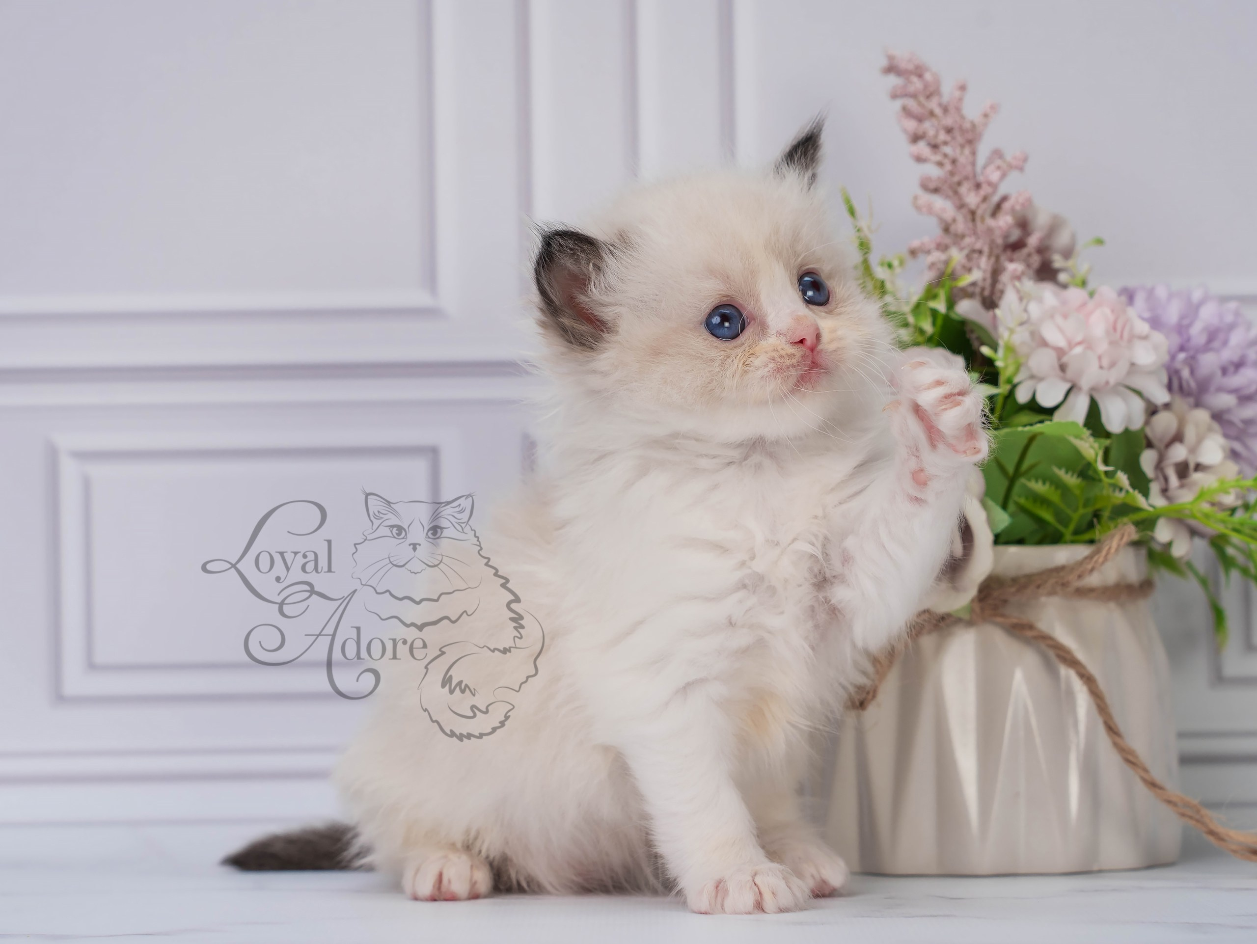 Все свободные котята. Питомник рэгдолл Loyal Adore