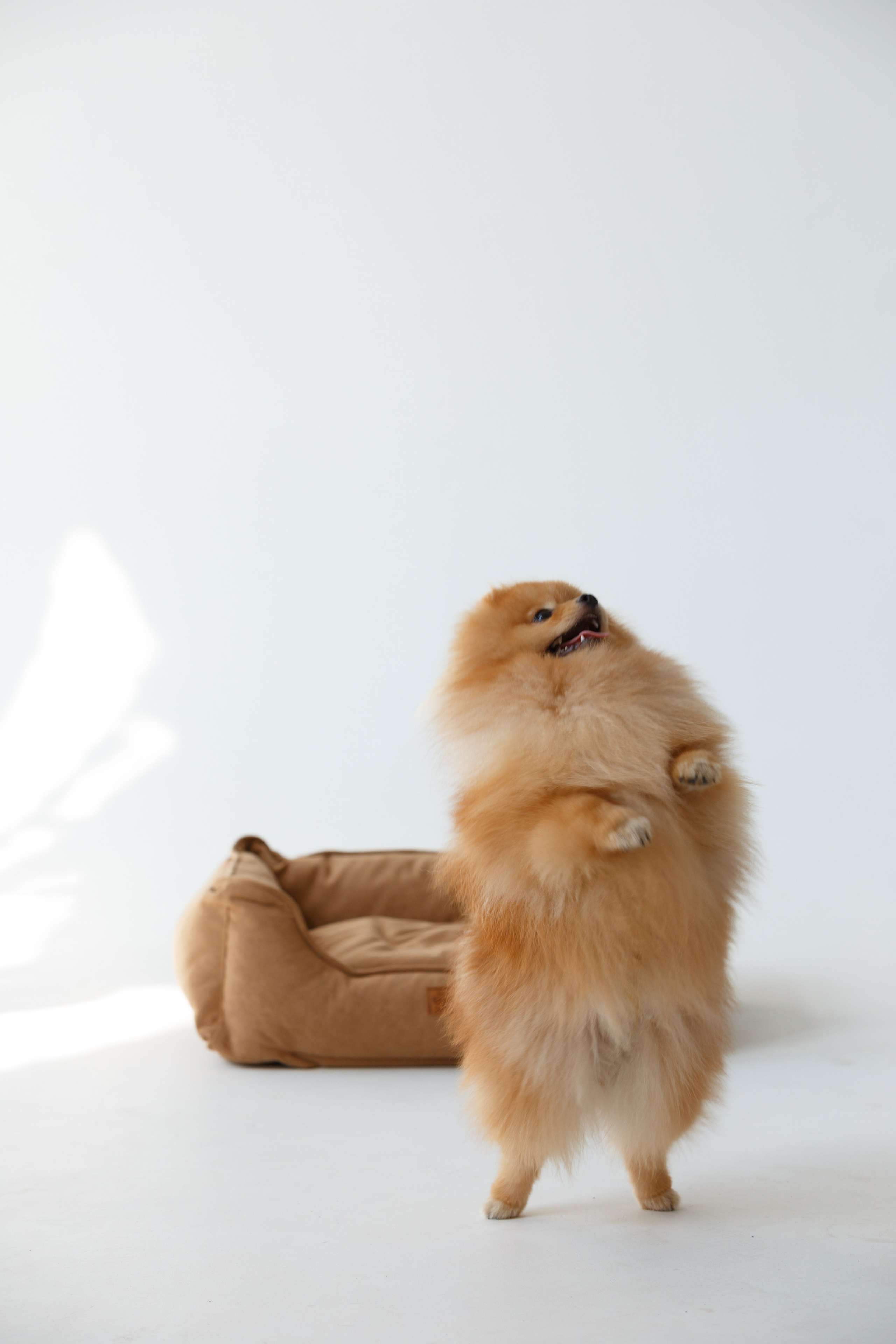 Boonwood Pets лежанки для животных. Фотограф анималист Кристина Карпова, Москва