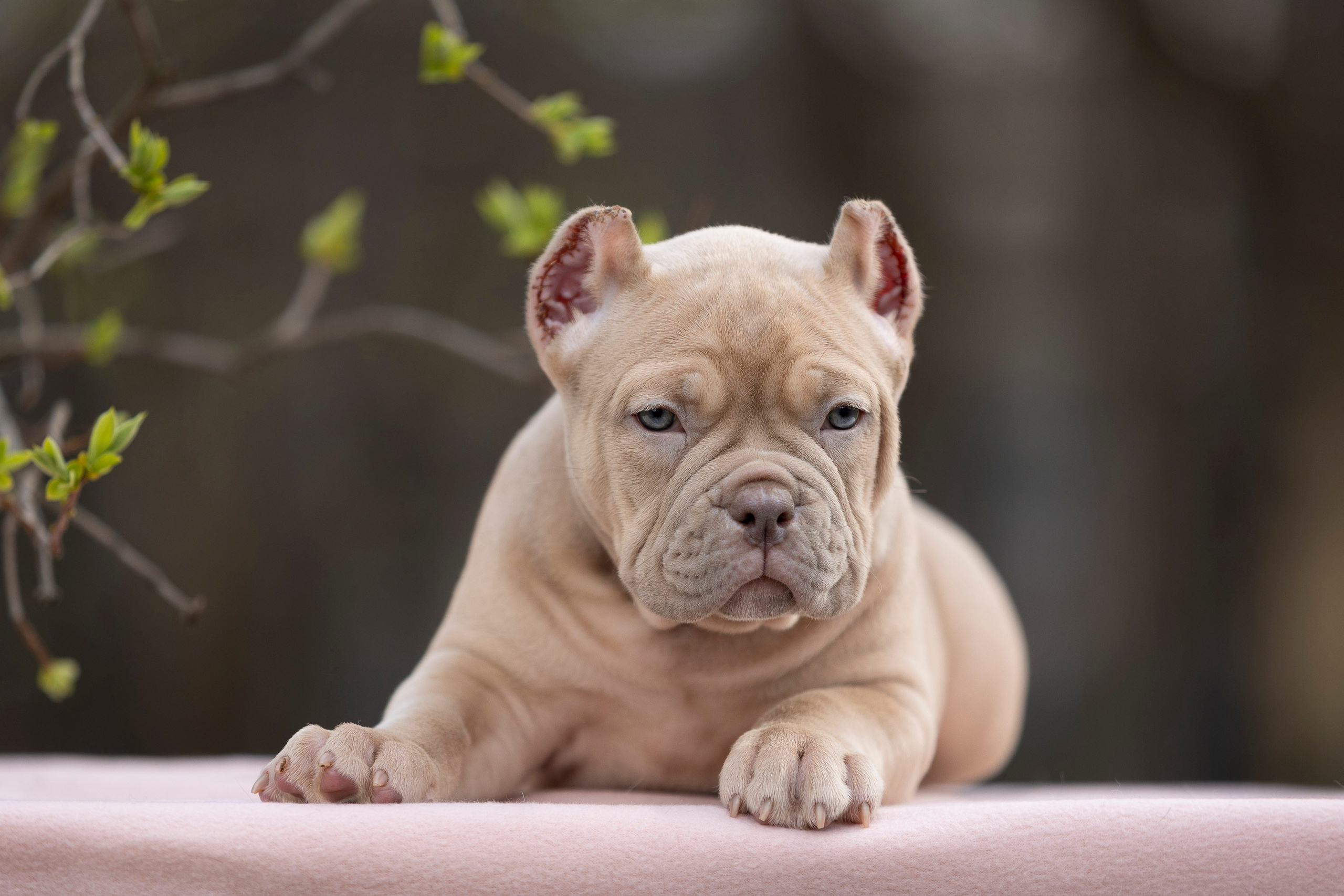 Американский Булли. Фотограф анималист, семейный фотограф, фотограф собак Комратова Мария. г. Москва
