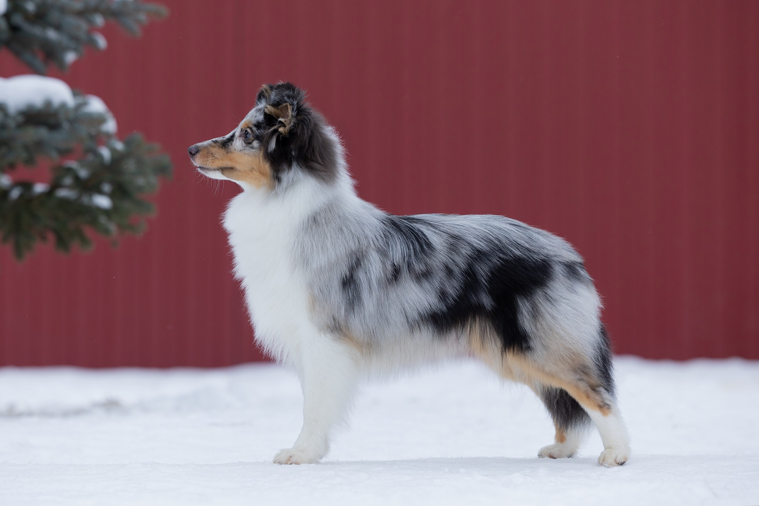 Питомник Пятый Элемент. Мои работы