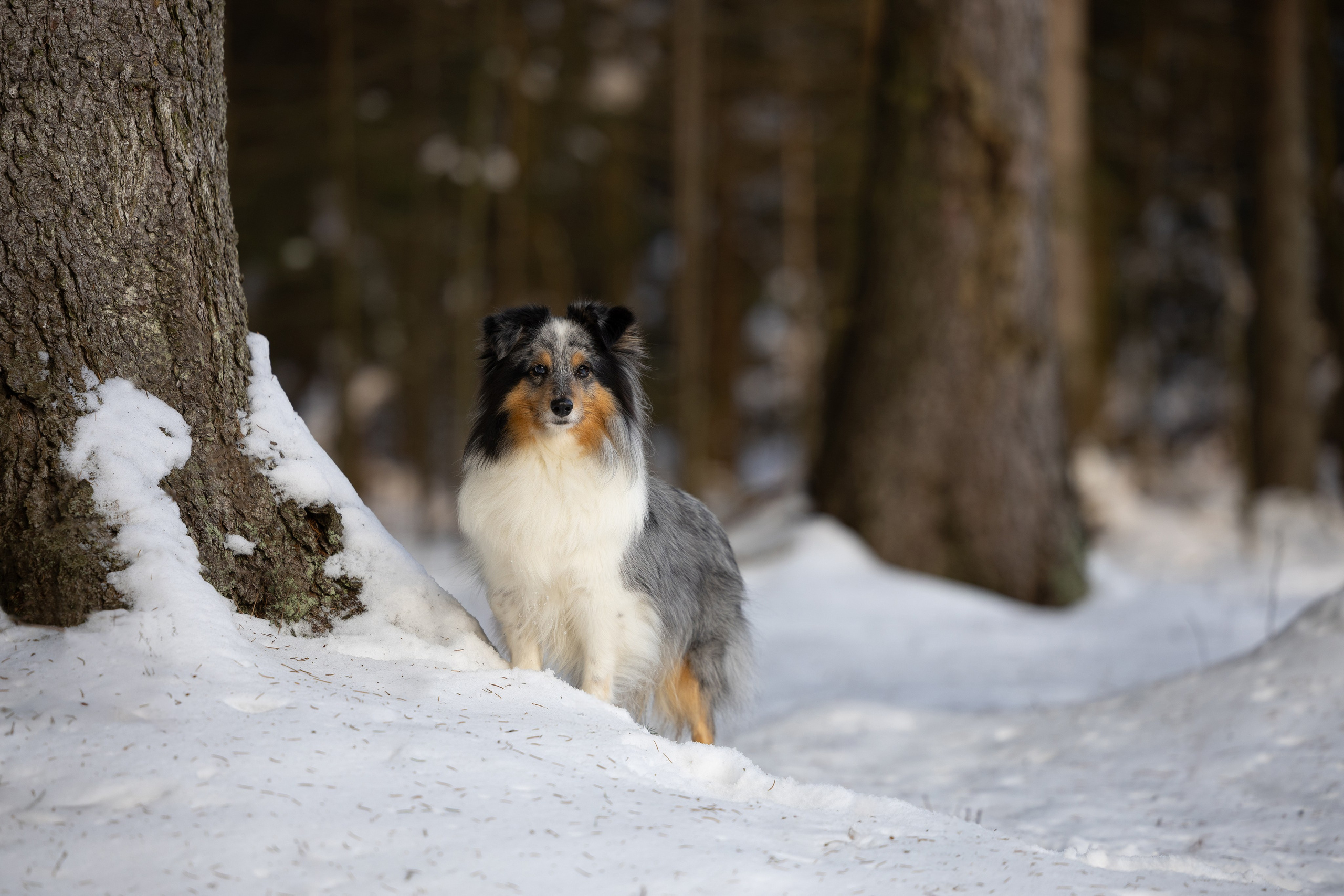 Елена и шелти. Мои работы