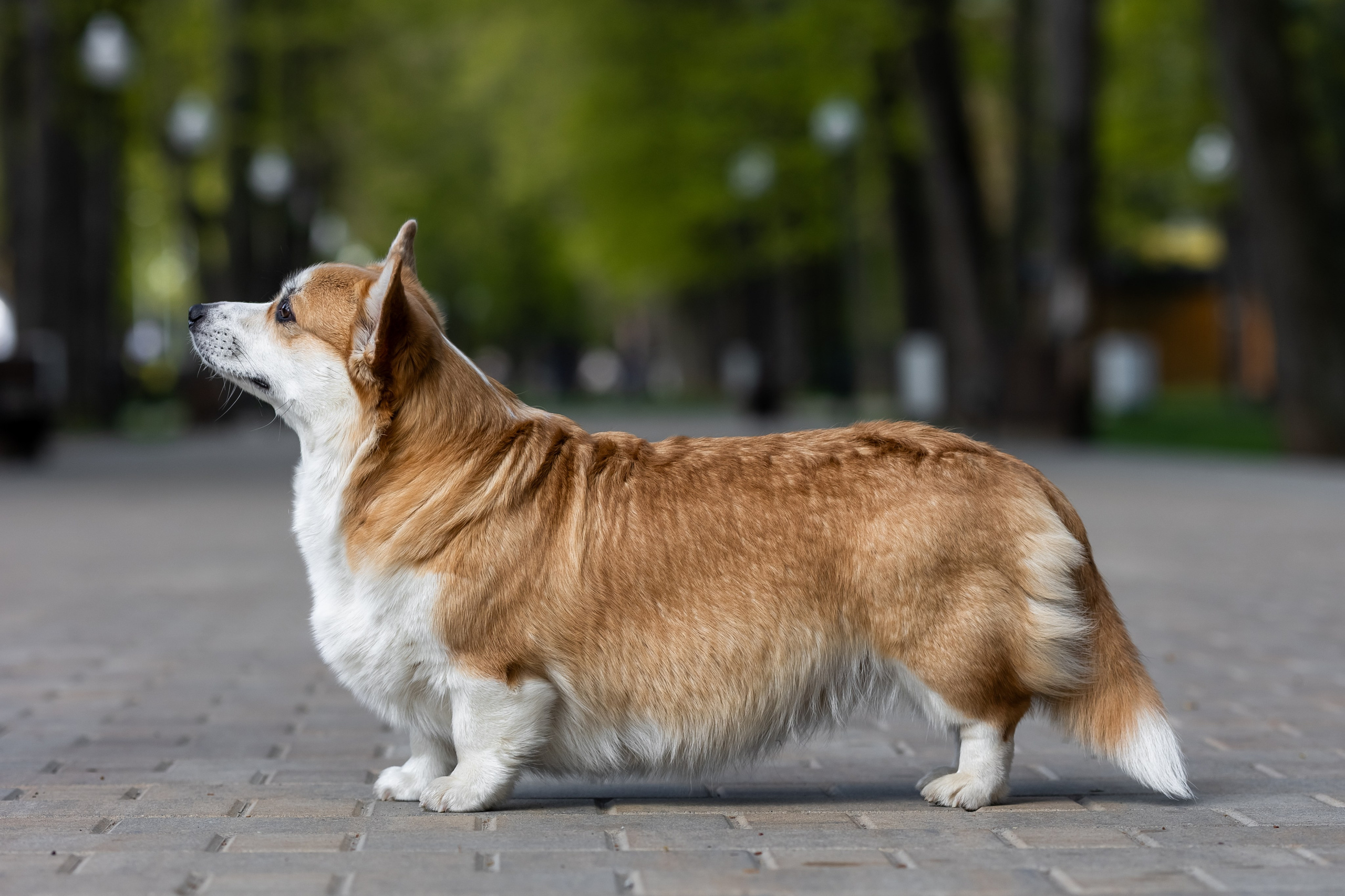 Коржи. Фотограф анималист Аня Ливанова | Рыбинск