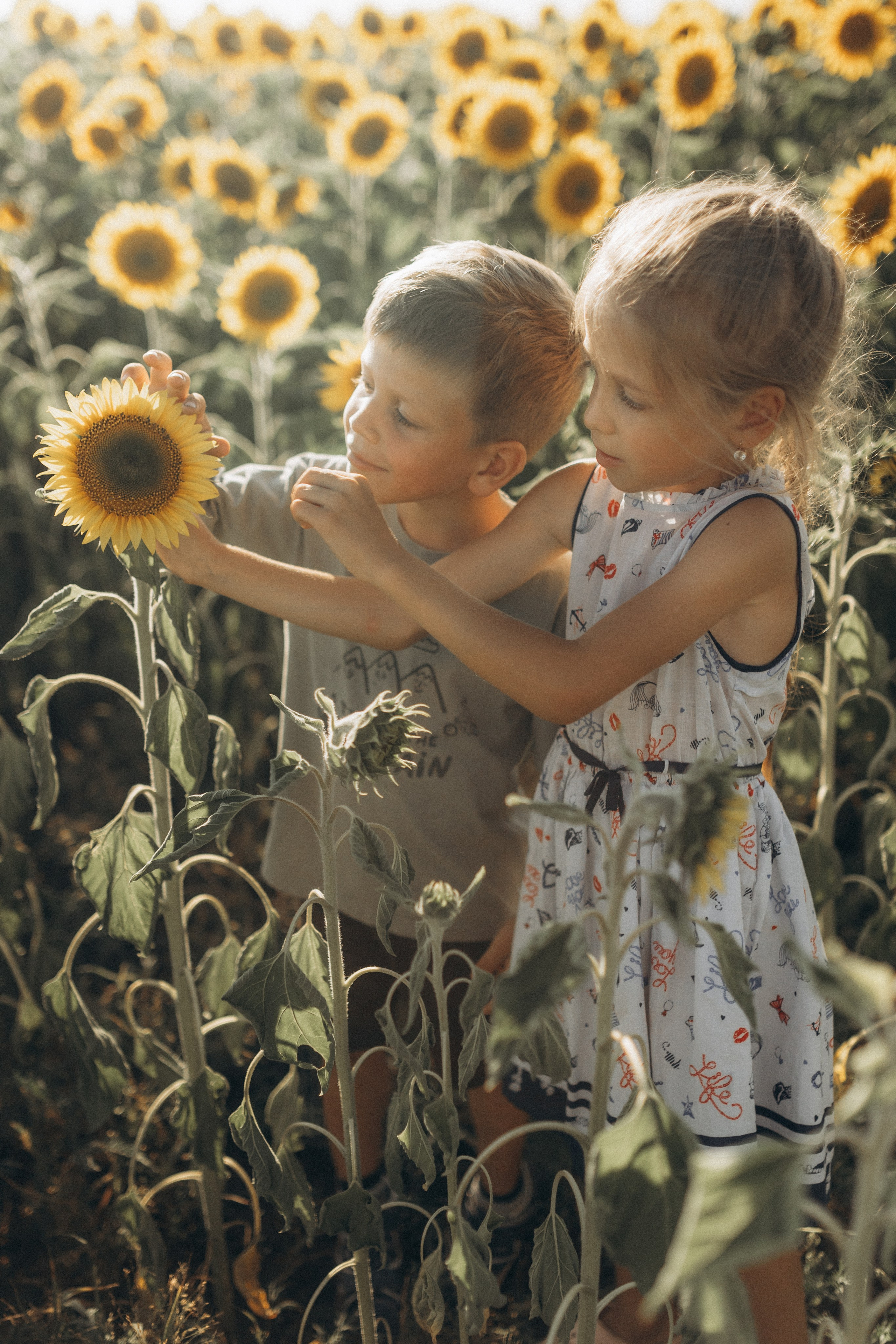 Дети и подсолнухи. Семейный фотограф lifestyle в Новосибирске Елена Шпилевая
