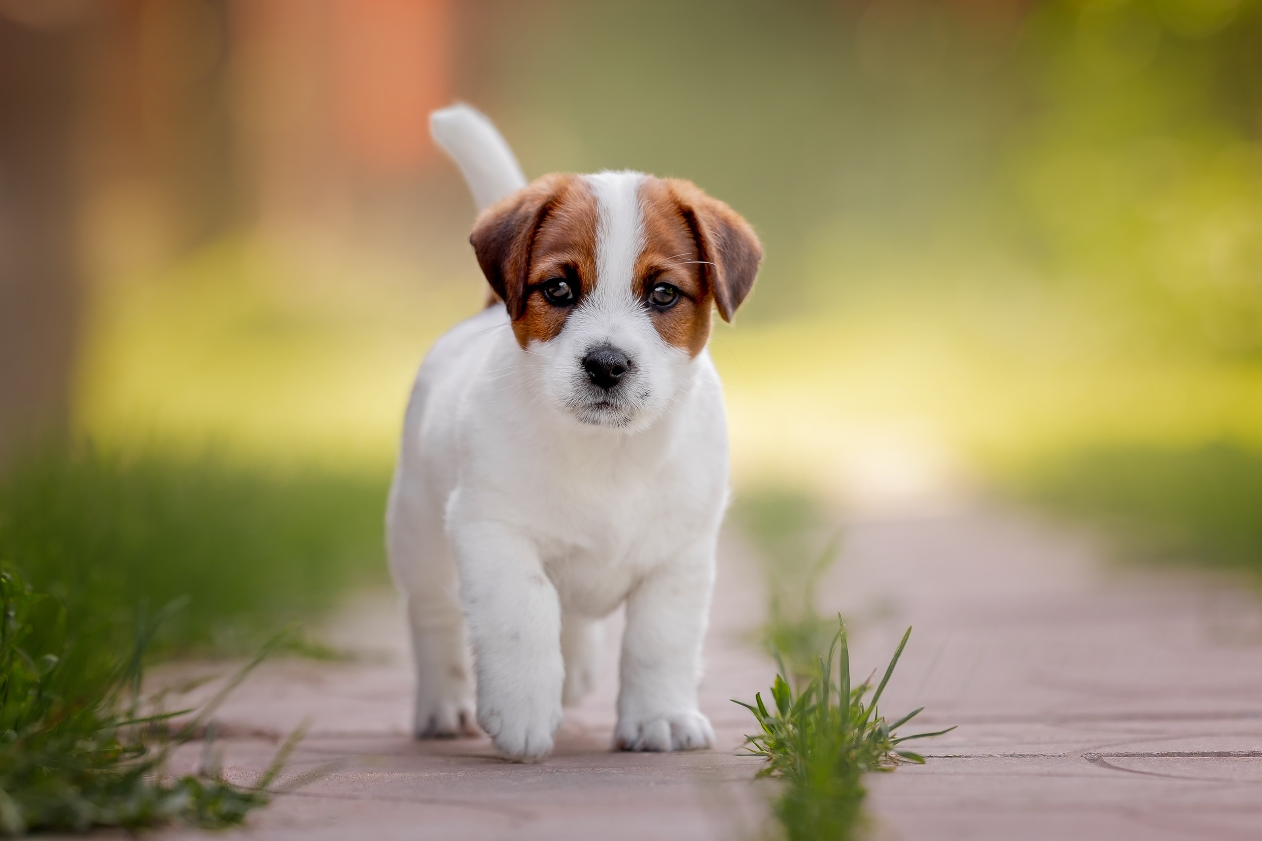 Анималистика. Репортажный фотограф Мария Мадзик