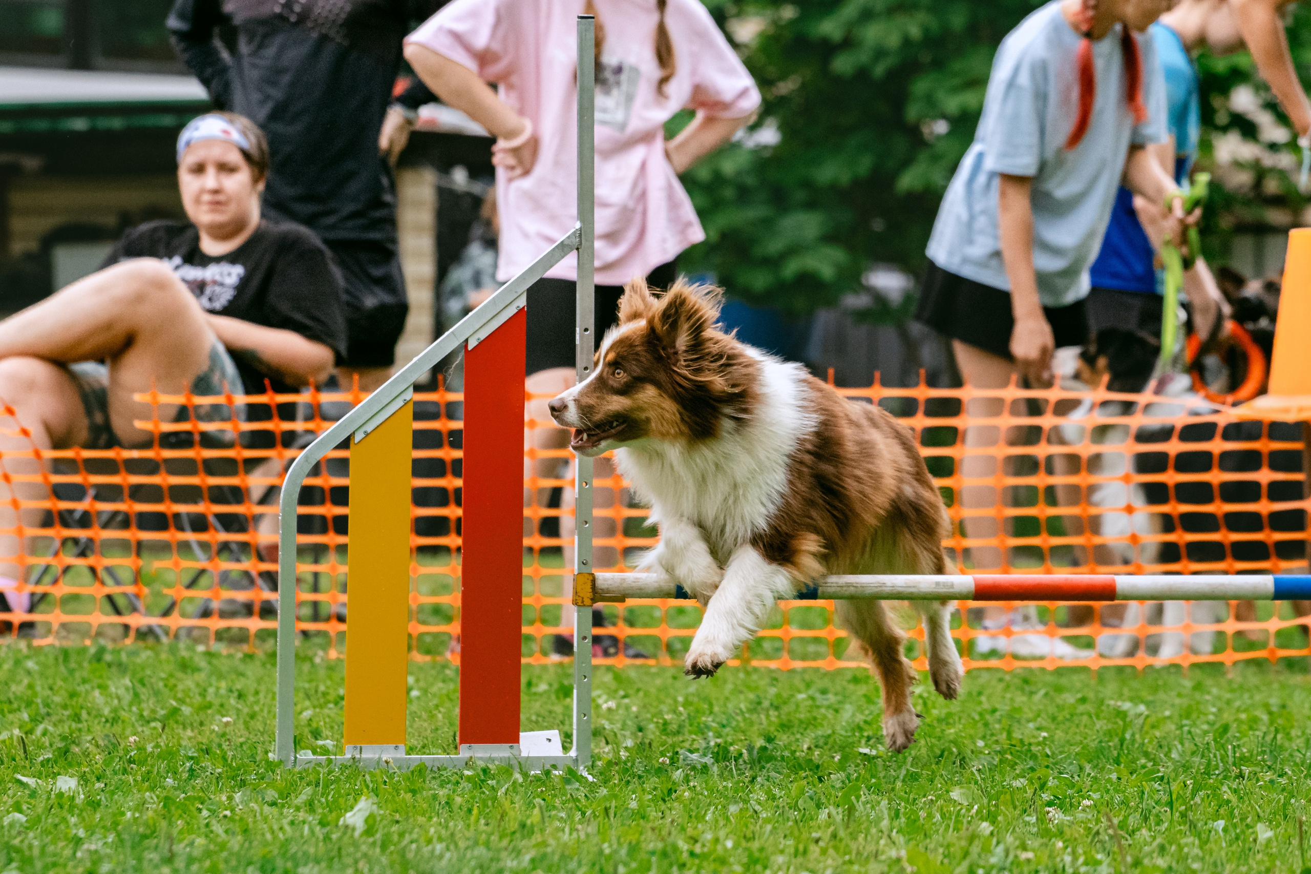 Соревнования по аджилити Долгопрудный 30.06.2025. Фотограф-анималист Татьяна Степанова