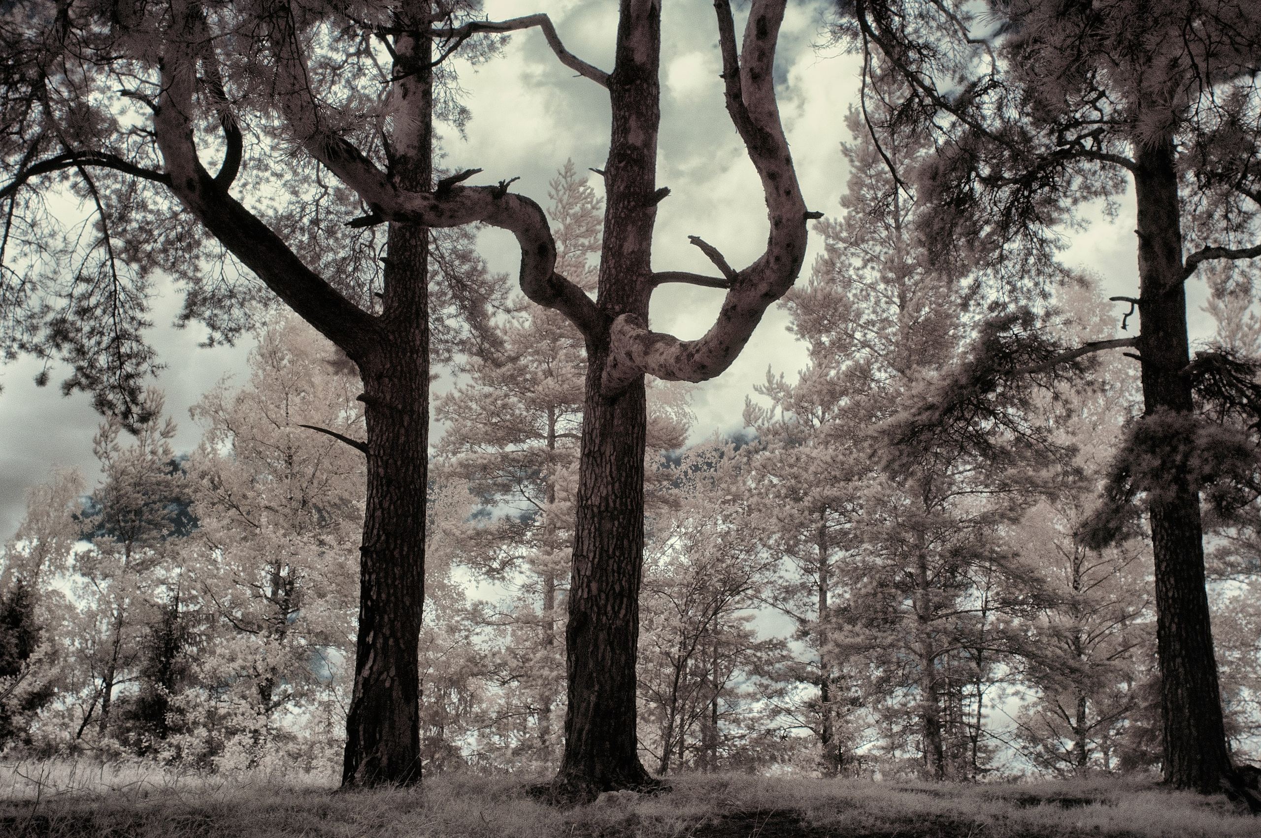 Infrared Photography. Solofilms