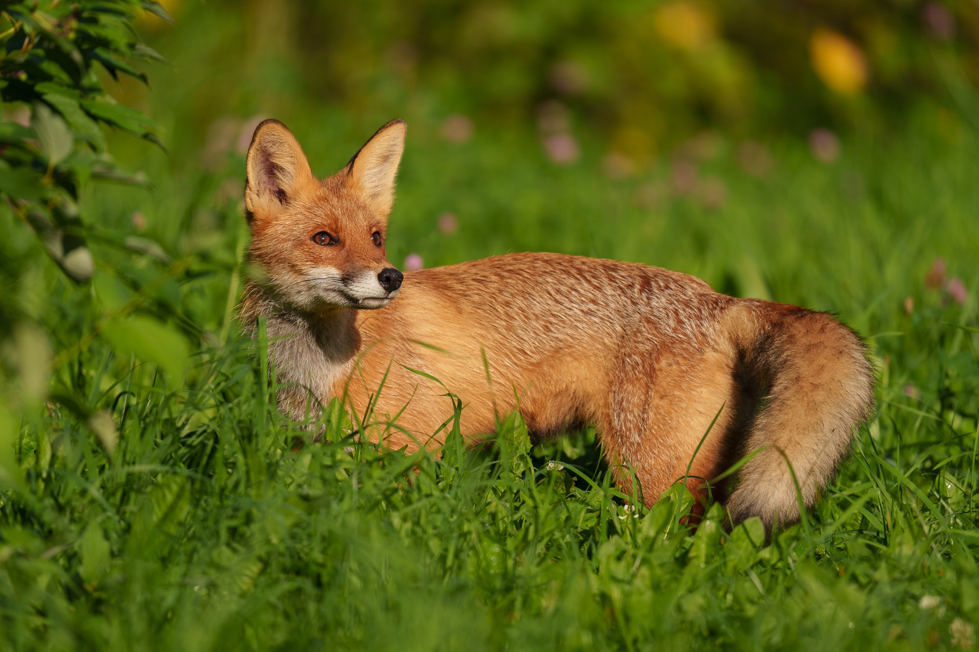 Животные. Ваш личный фотограф Марина Волкова