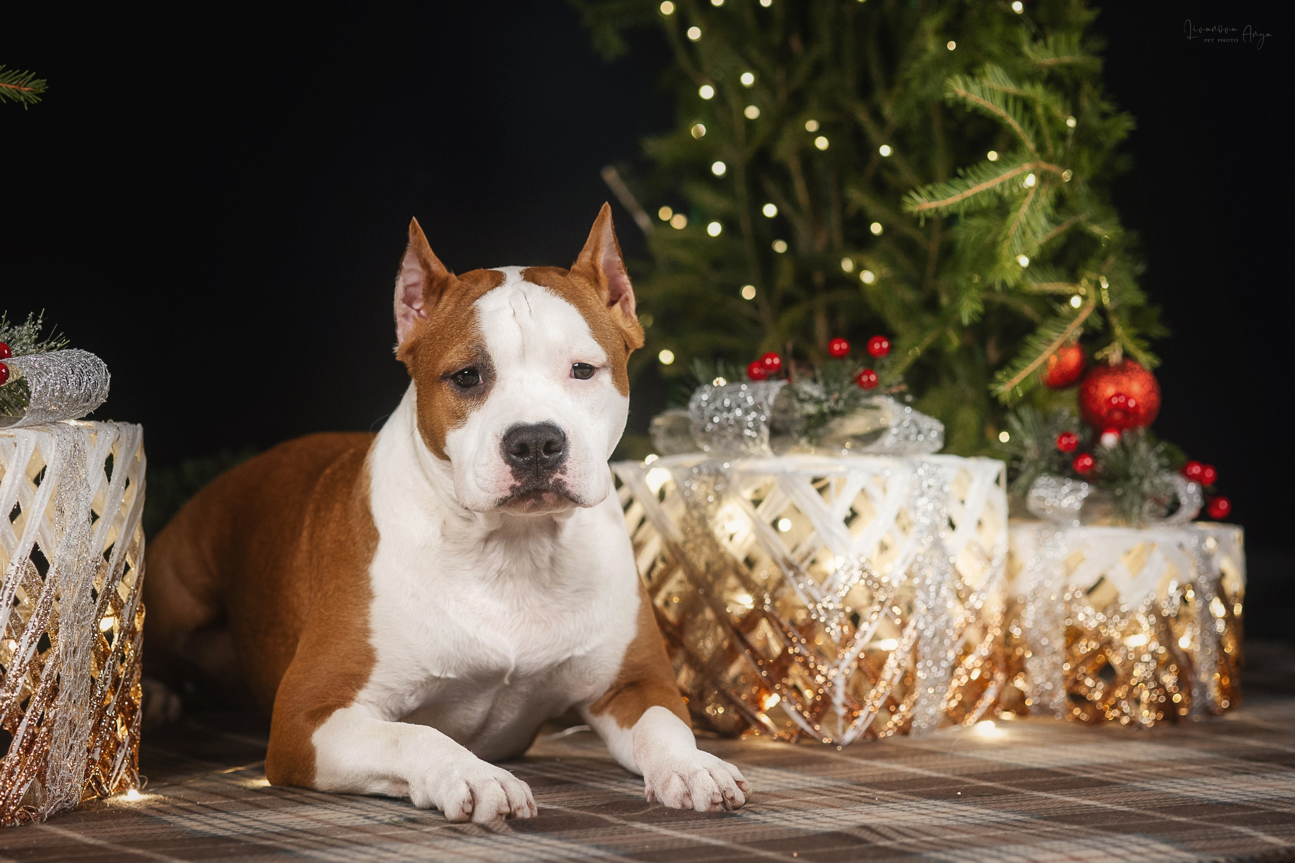 Фотодень_3 2025. Фотограф анималист Аня Ливанова | Рыбинск