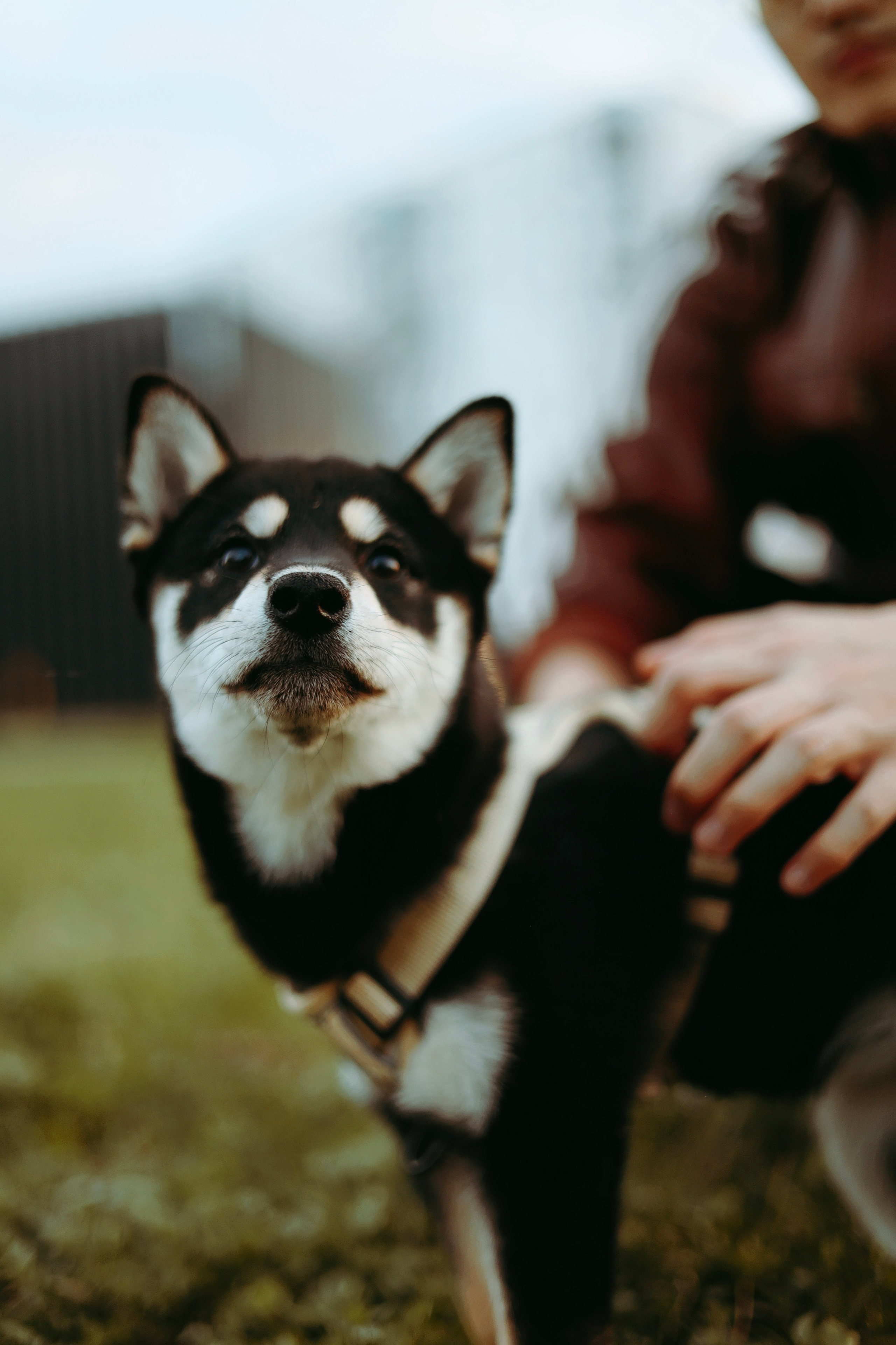 Puppy. Фотосессии в Москве и Санкт-Петербурге, а также по столицам стран Евро