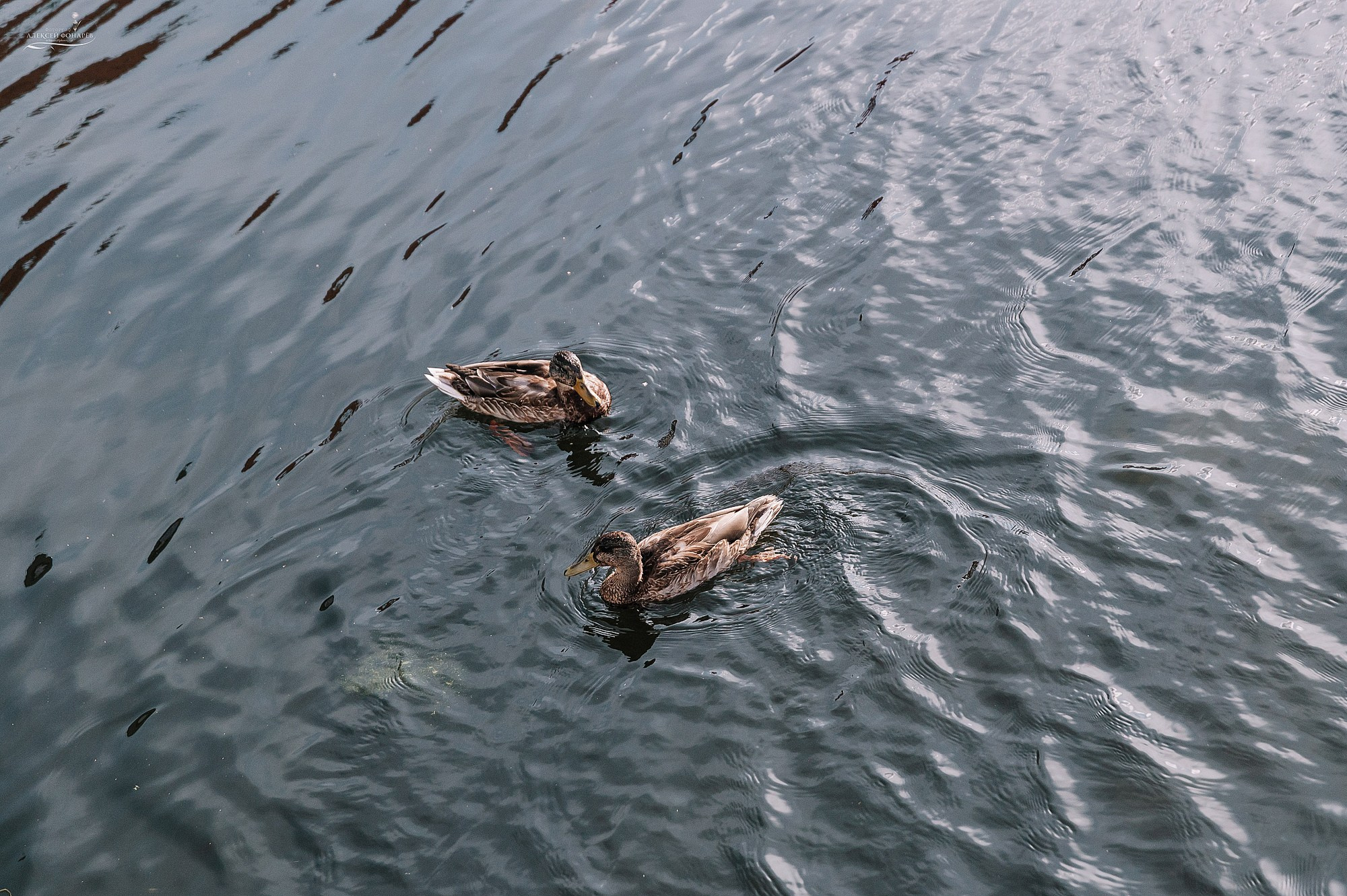 Свадебная прогулка Евгения и Анны в Дубне. Свадебный фотограф в Дубне Алексей Фонарёв