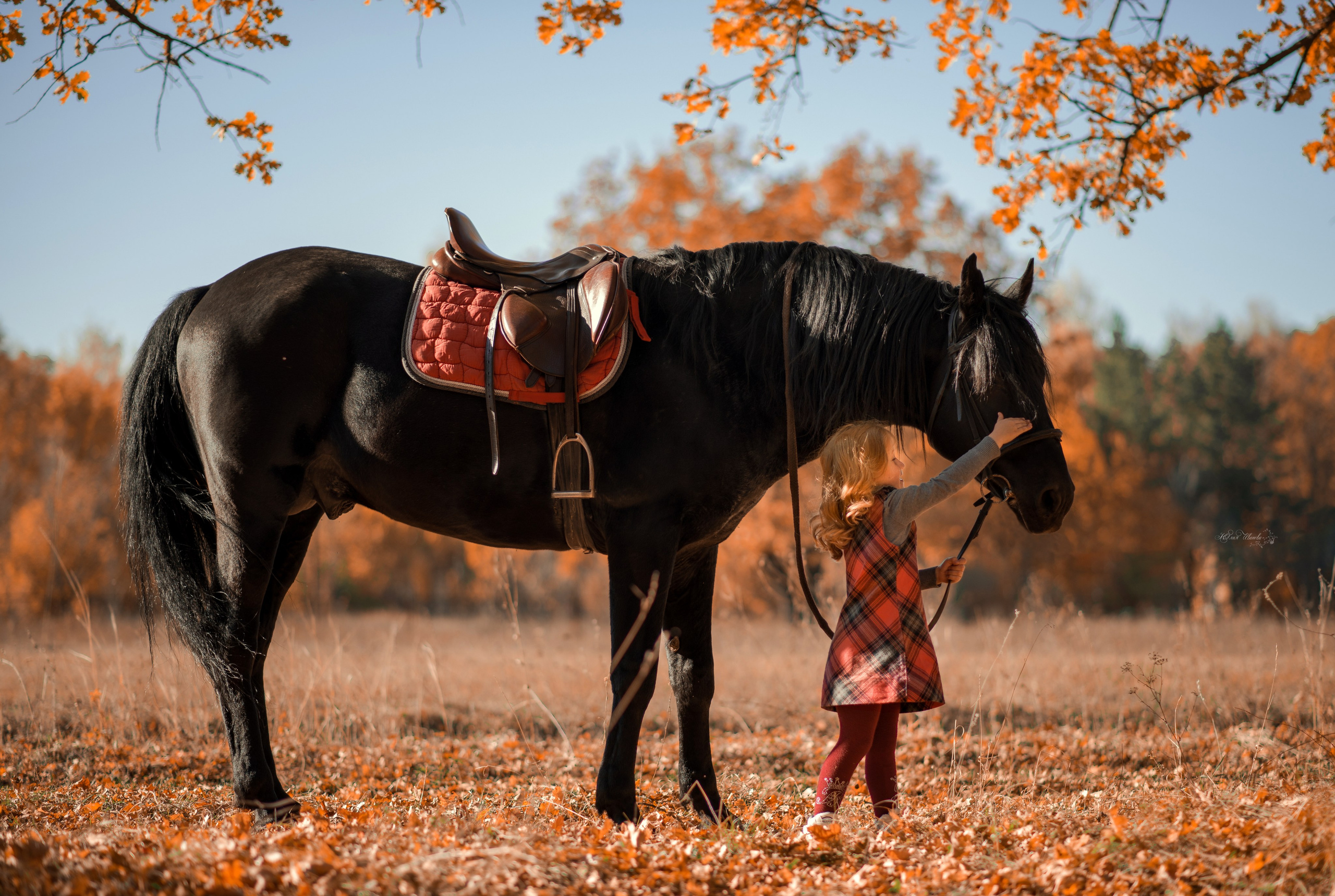 Семейная съемочка с Пиратом. Конный фотограф в Саратове Юлия Иванова
