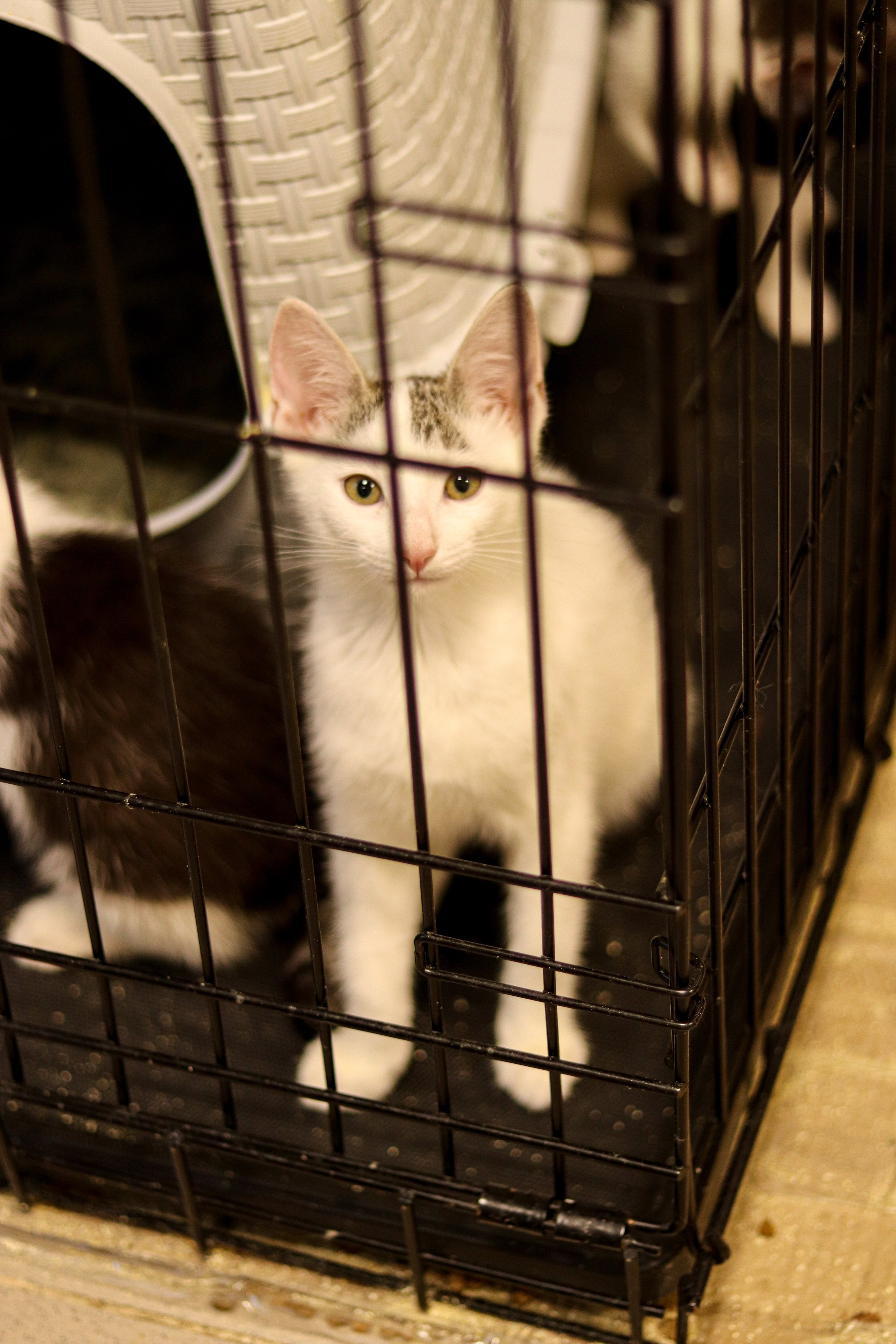 Петербургский дом кота (27 июня 2024). Ивентный фотограф в Санкт-Петербурге Олег Комков