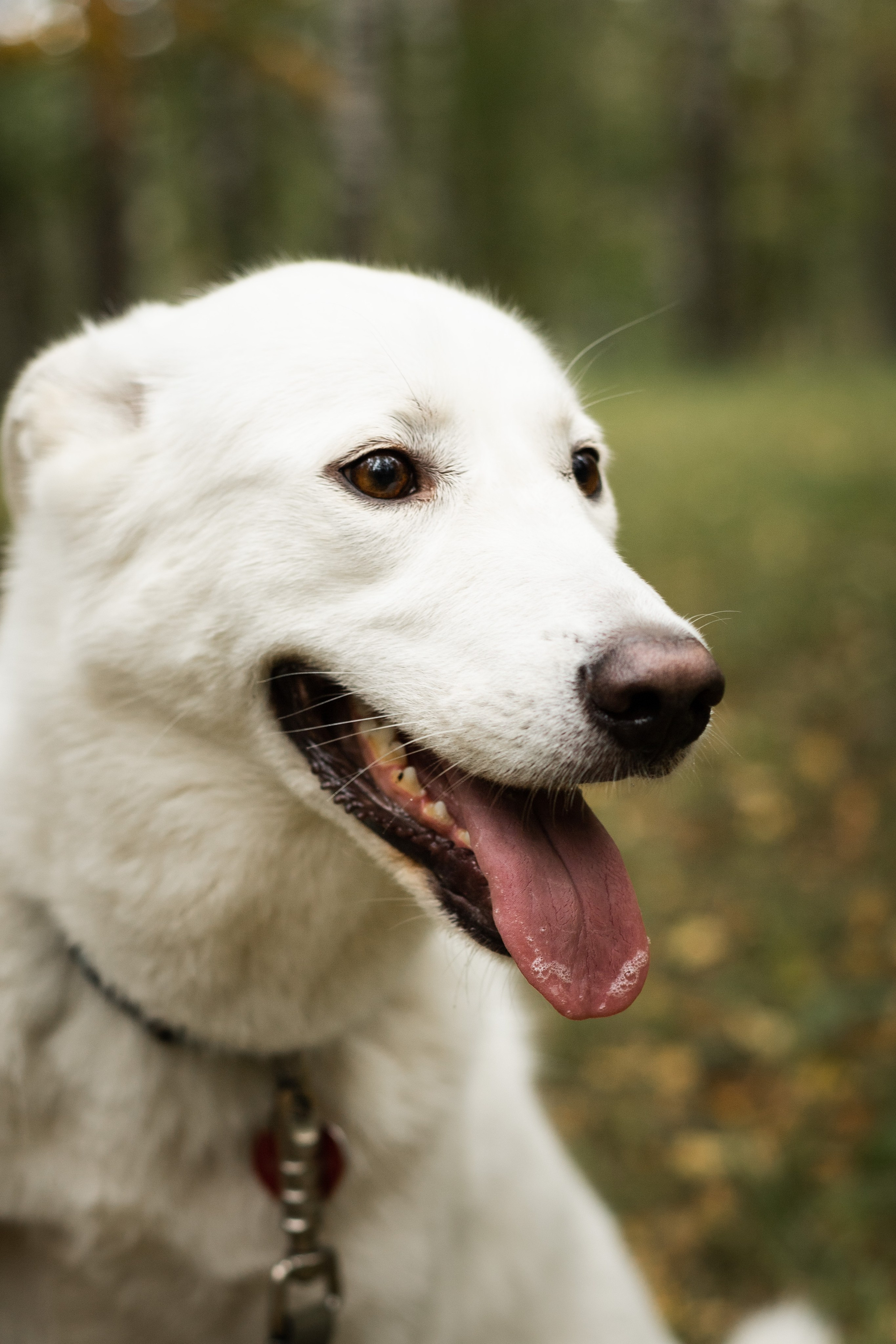 Таня и Зефирка. Фотосессия в парке с собакой. Семейный и детский фотограф в Санкт-Петербурге Павлова Елена