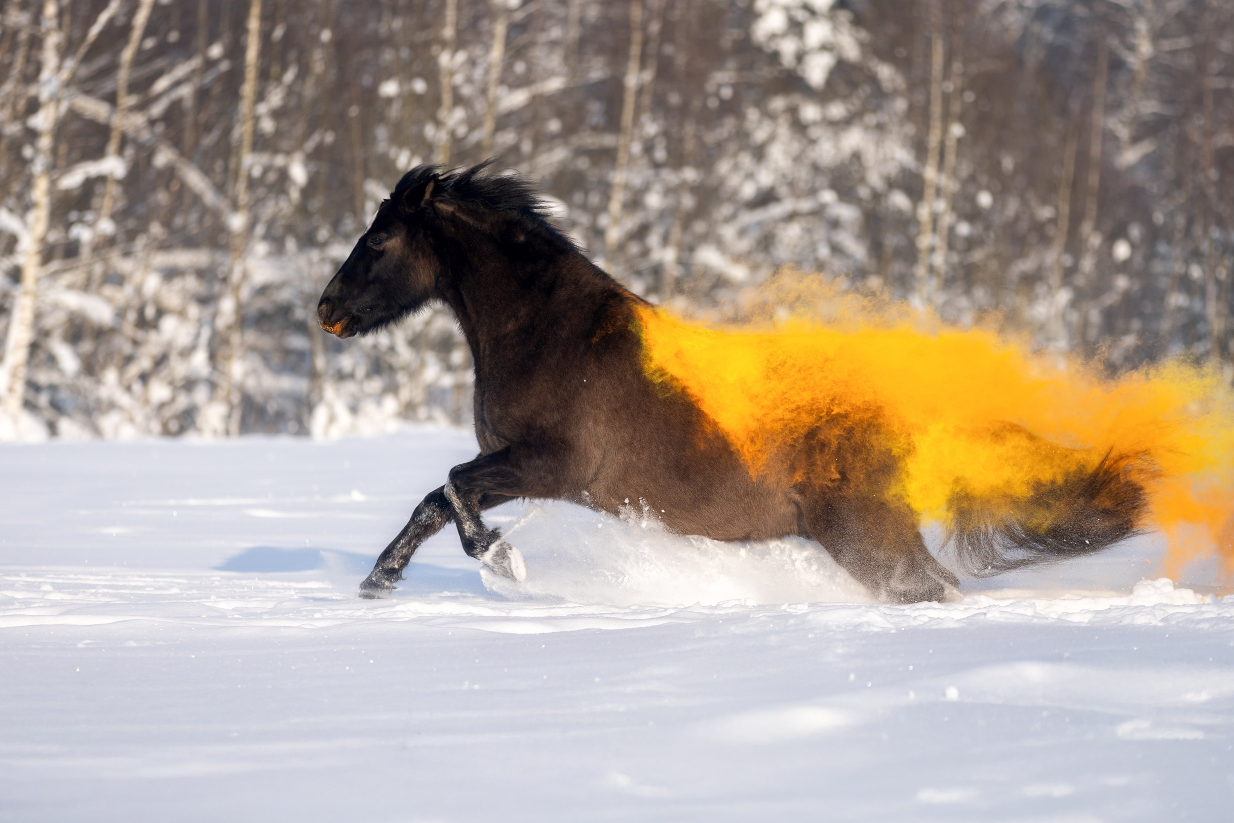 Лошади (разное). ESHE_PHOTO Фотограф в Москве и Московской области