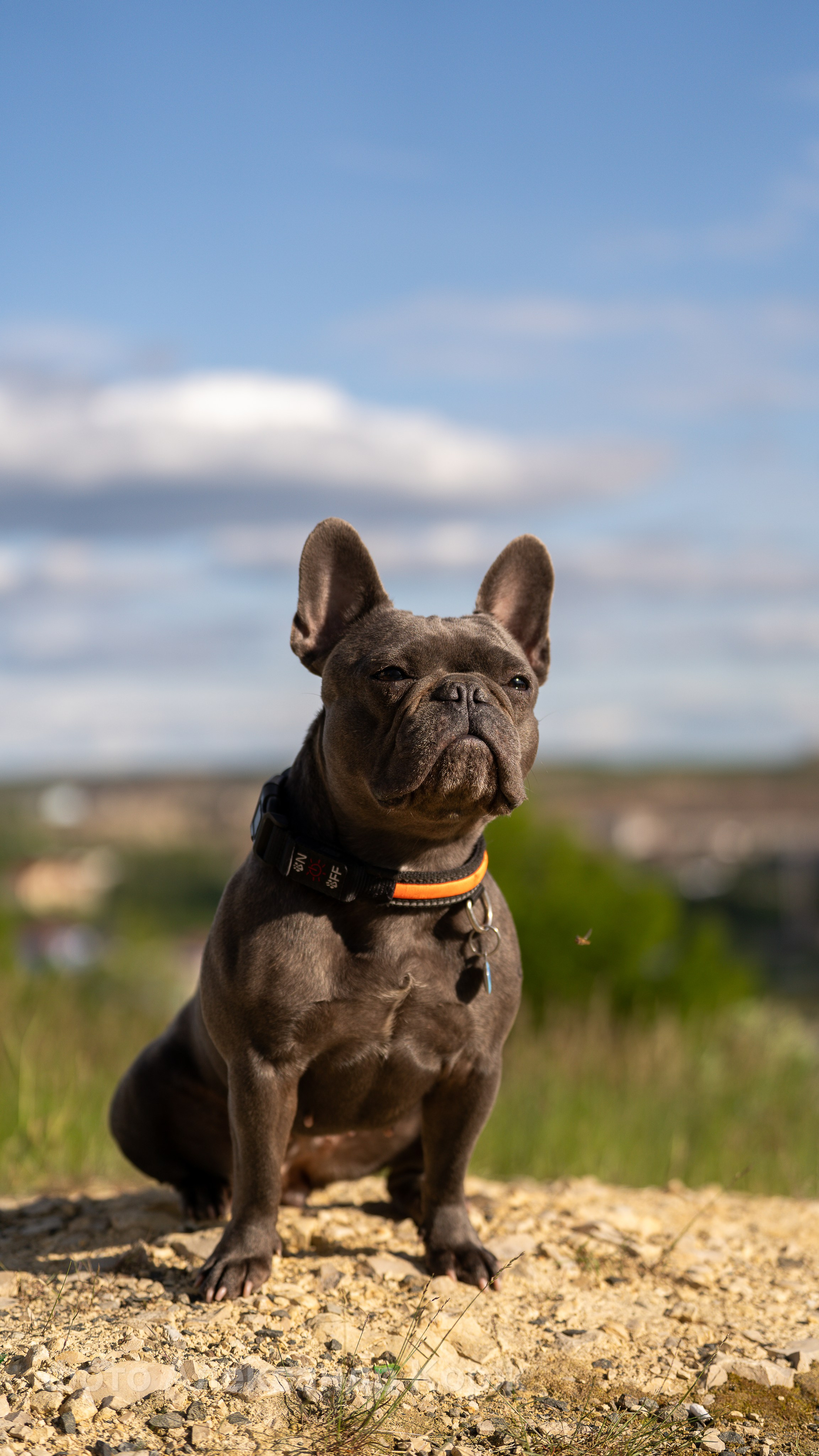 Животные. Фотографии и видеосъемка, Айхал, Удачный, Якутия. Фотографии Айхал