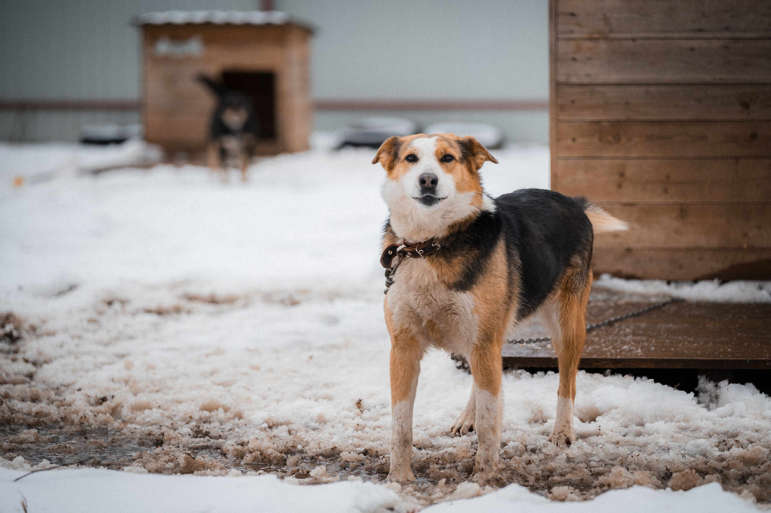 Лора. Улыбка собаки — спасение и пристройство бездомных собак