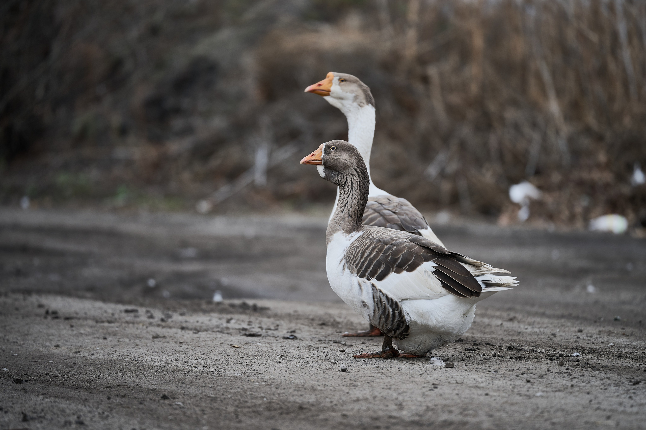 Краснореченское. Луганская область. Фотопроект «Территории»