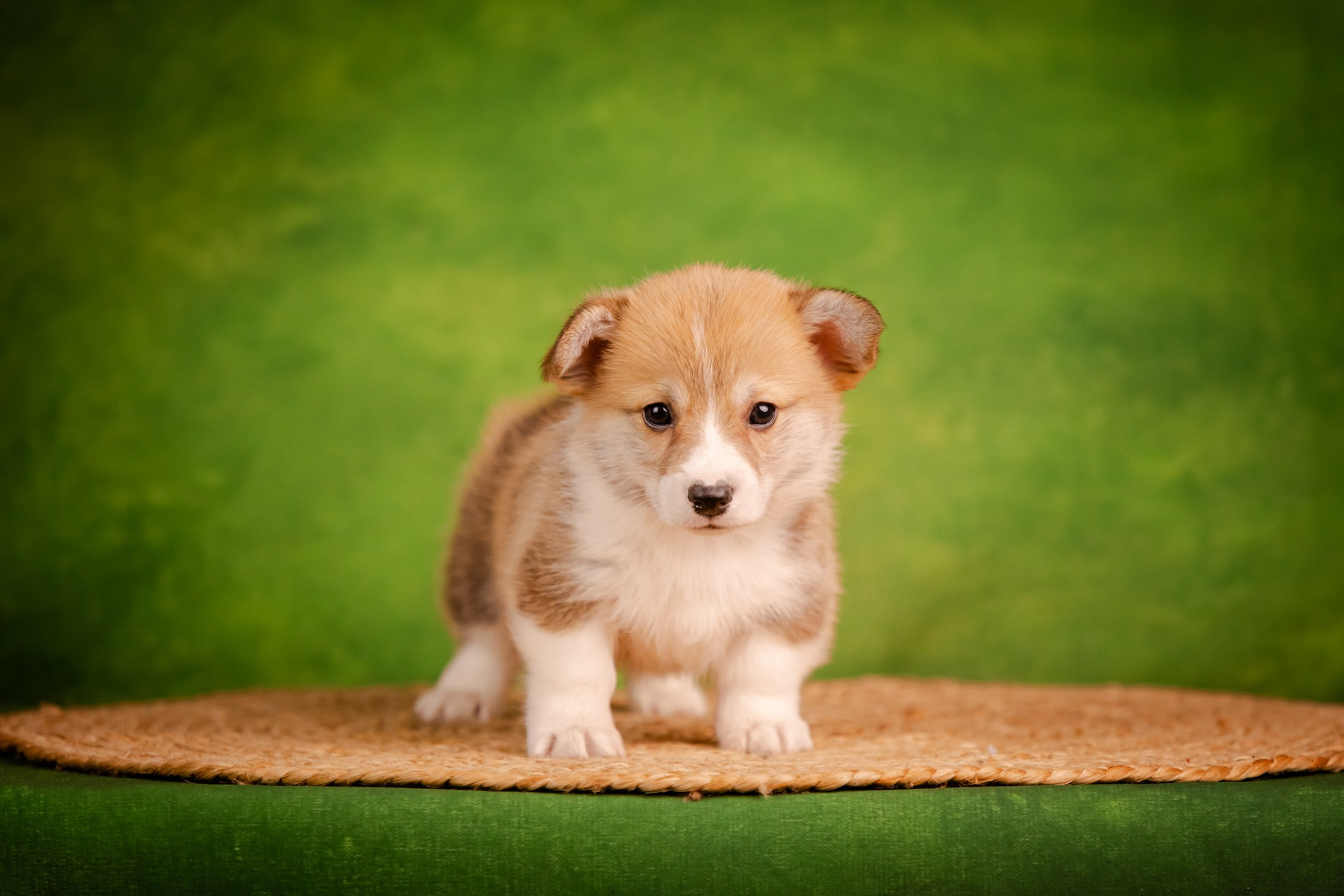 Щенки вельш корги пемброк из питомника. Питомник собак Акита, Хаски, Корги