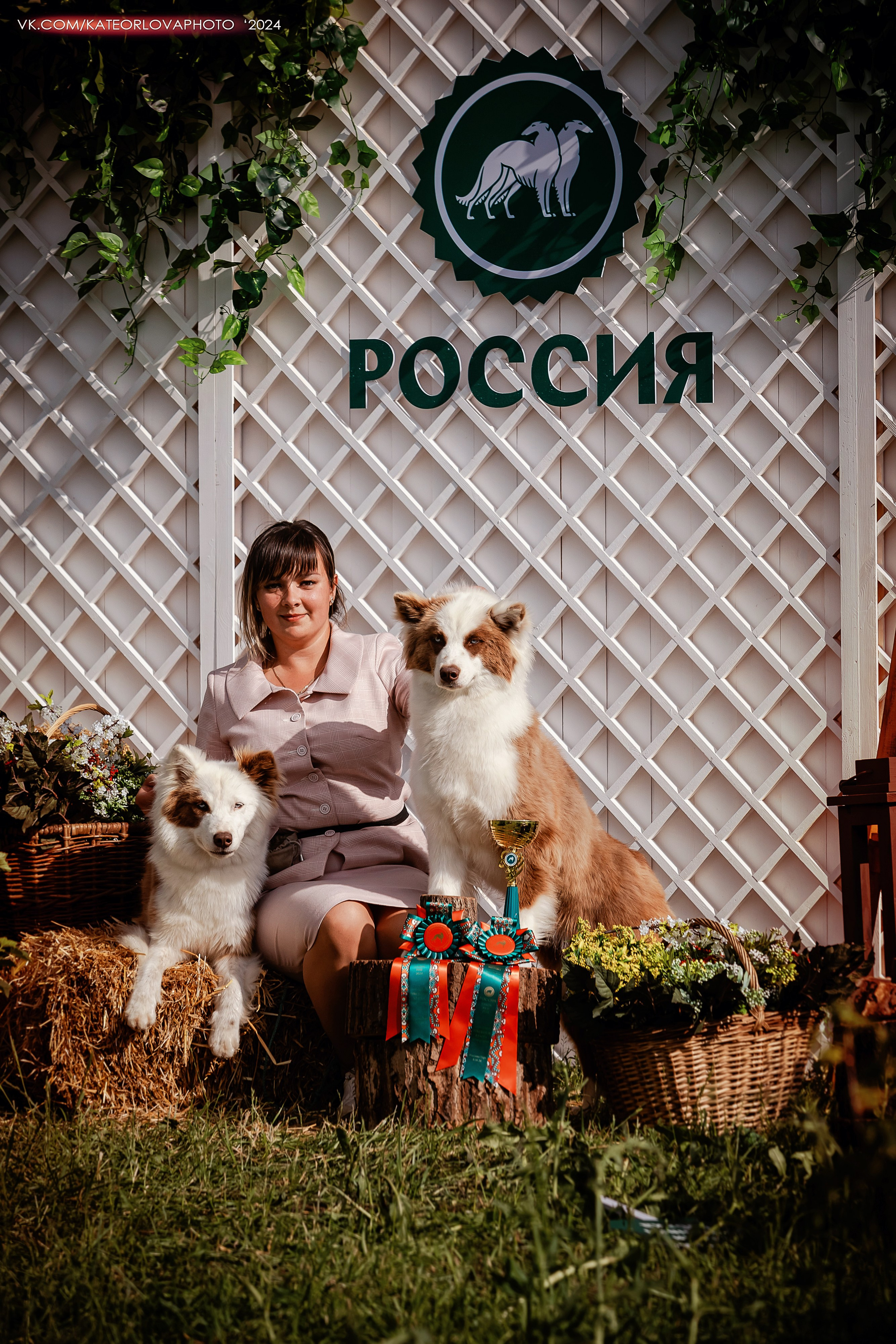 Фотосъемка собак, щенков, на выставках, фотограф анималист Россия воронеж. Питомник собак Акита, Хаски, Корги