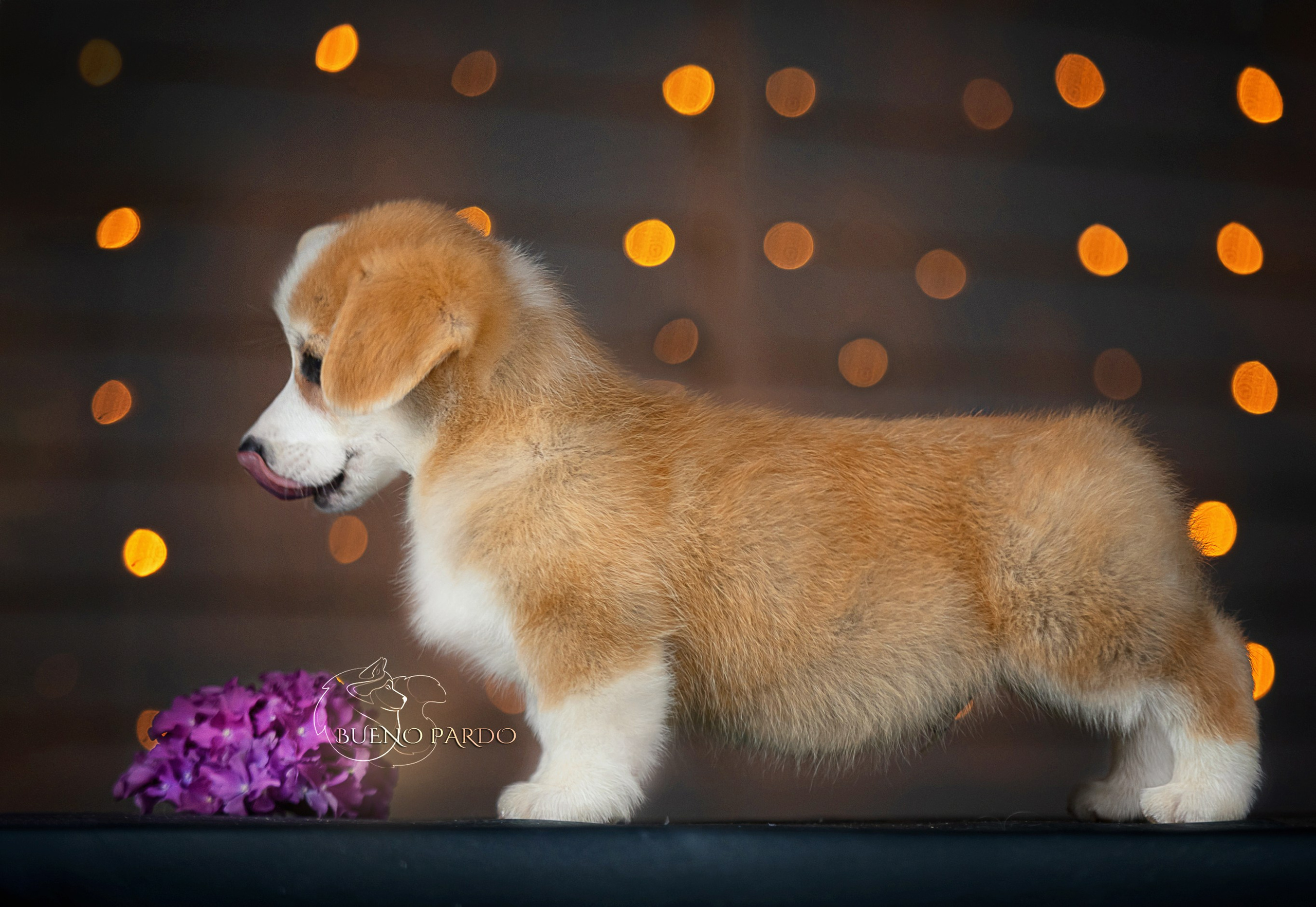Щенки вельш корги пемброк из питомника. Питомник собак Акита, Хаски, Корги