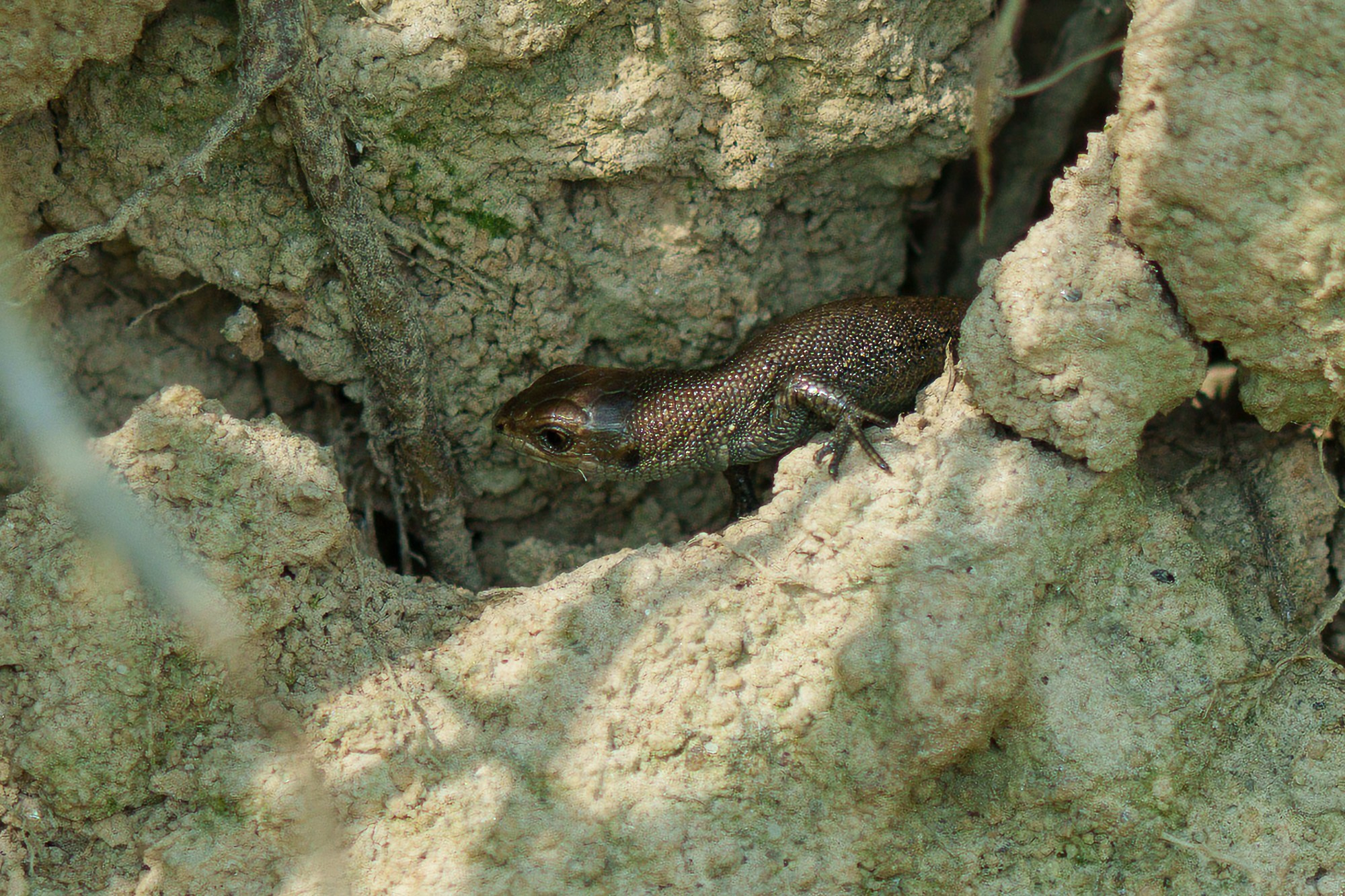 Животные. Ваш личный фотограф Марина Волкова