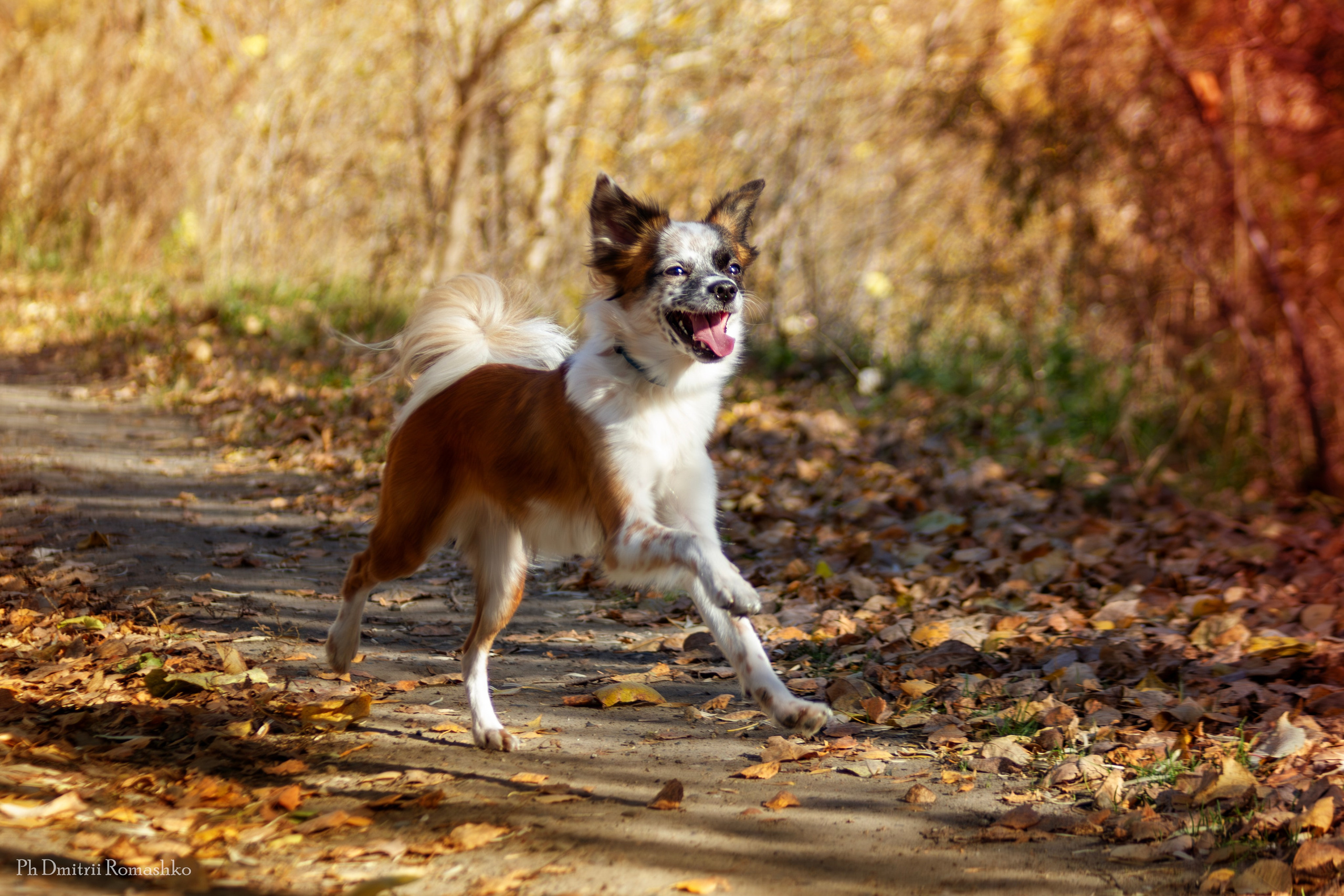 Анималистка. Фотограф Дмитрий Ромашко