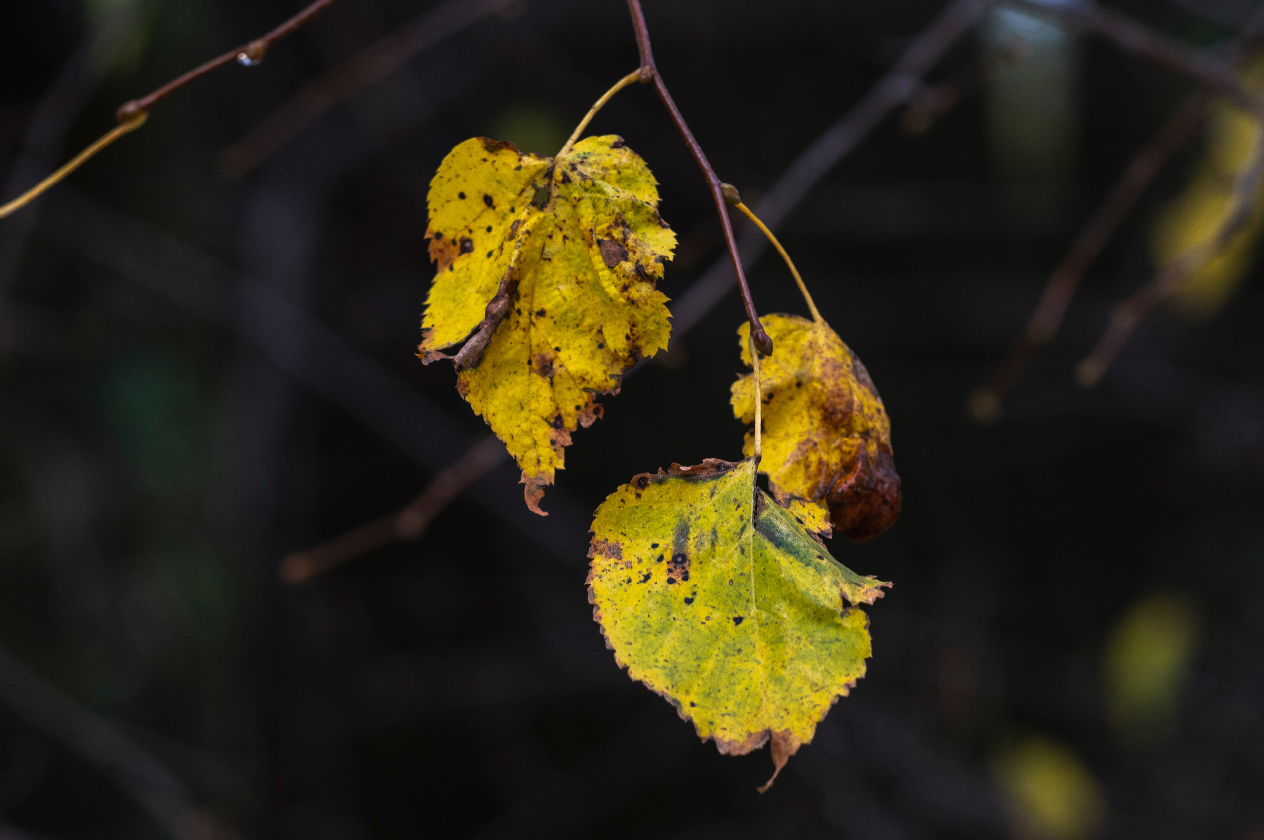 Фотопрогулка ДР. Фотограф Роман Адлер