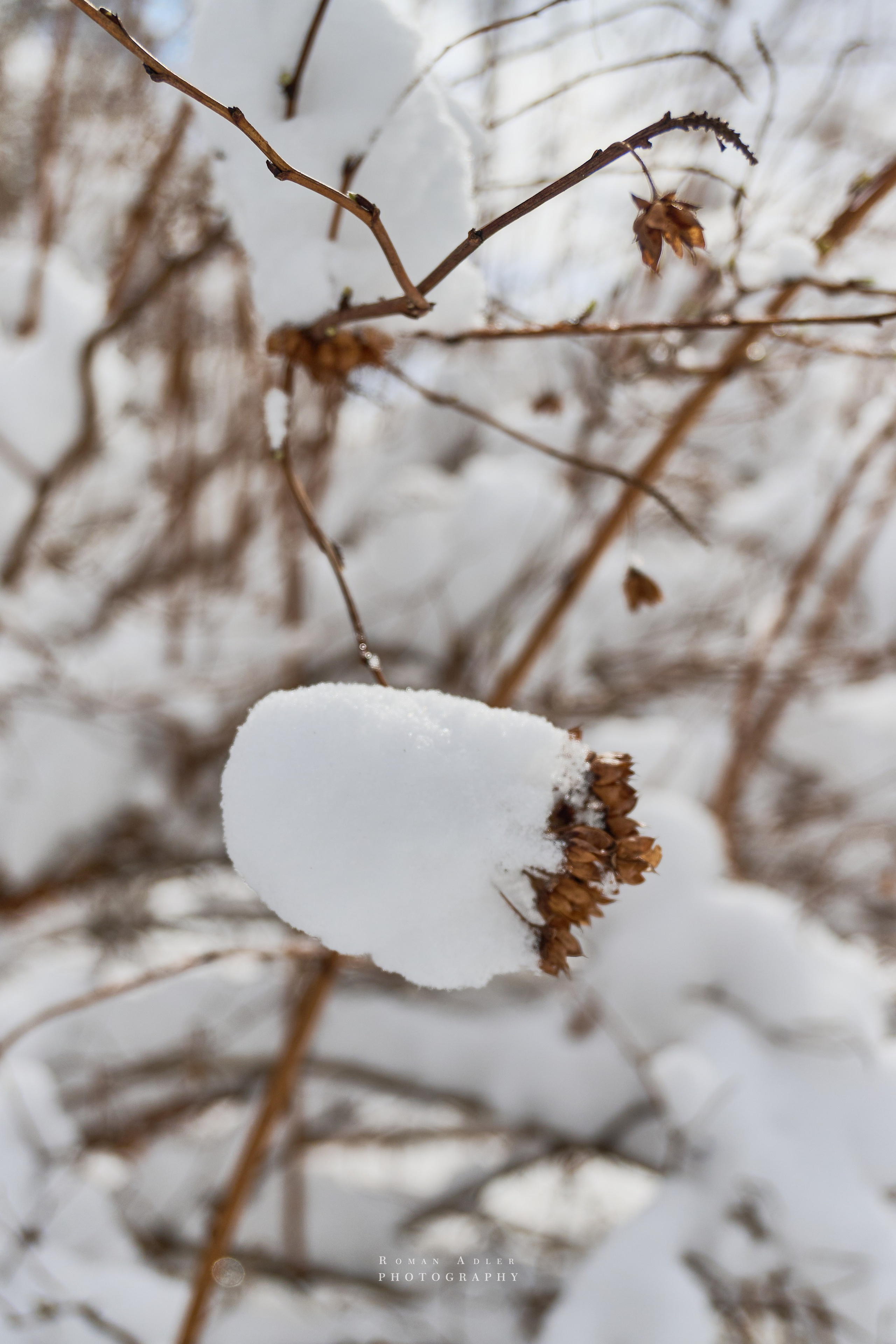 Апрельский снег. Москва 2025. Фотограф Роман Адлер