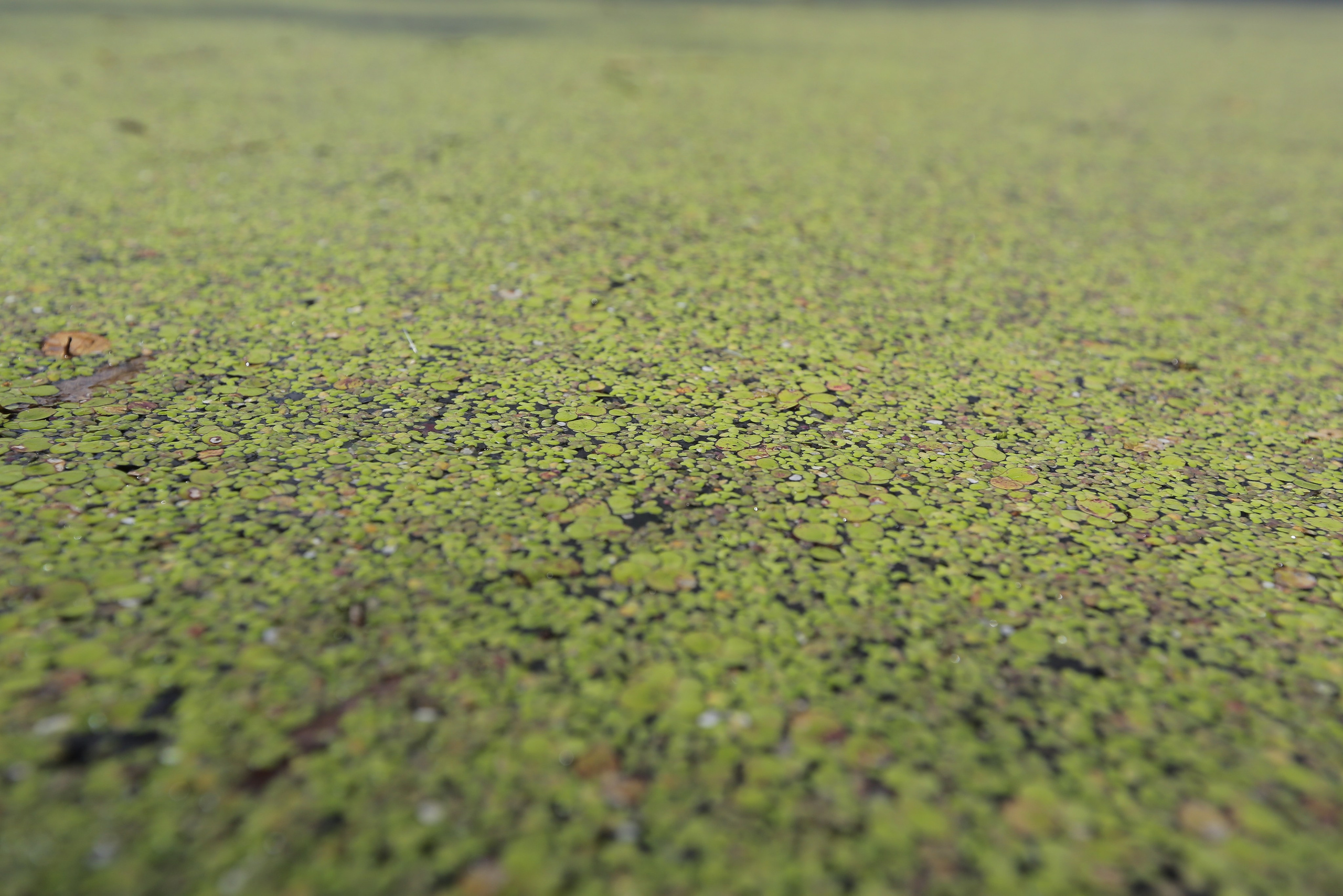 Фото Московской области. Студия Максима Белослюдцева