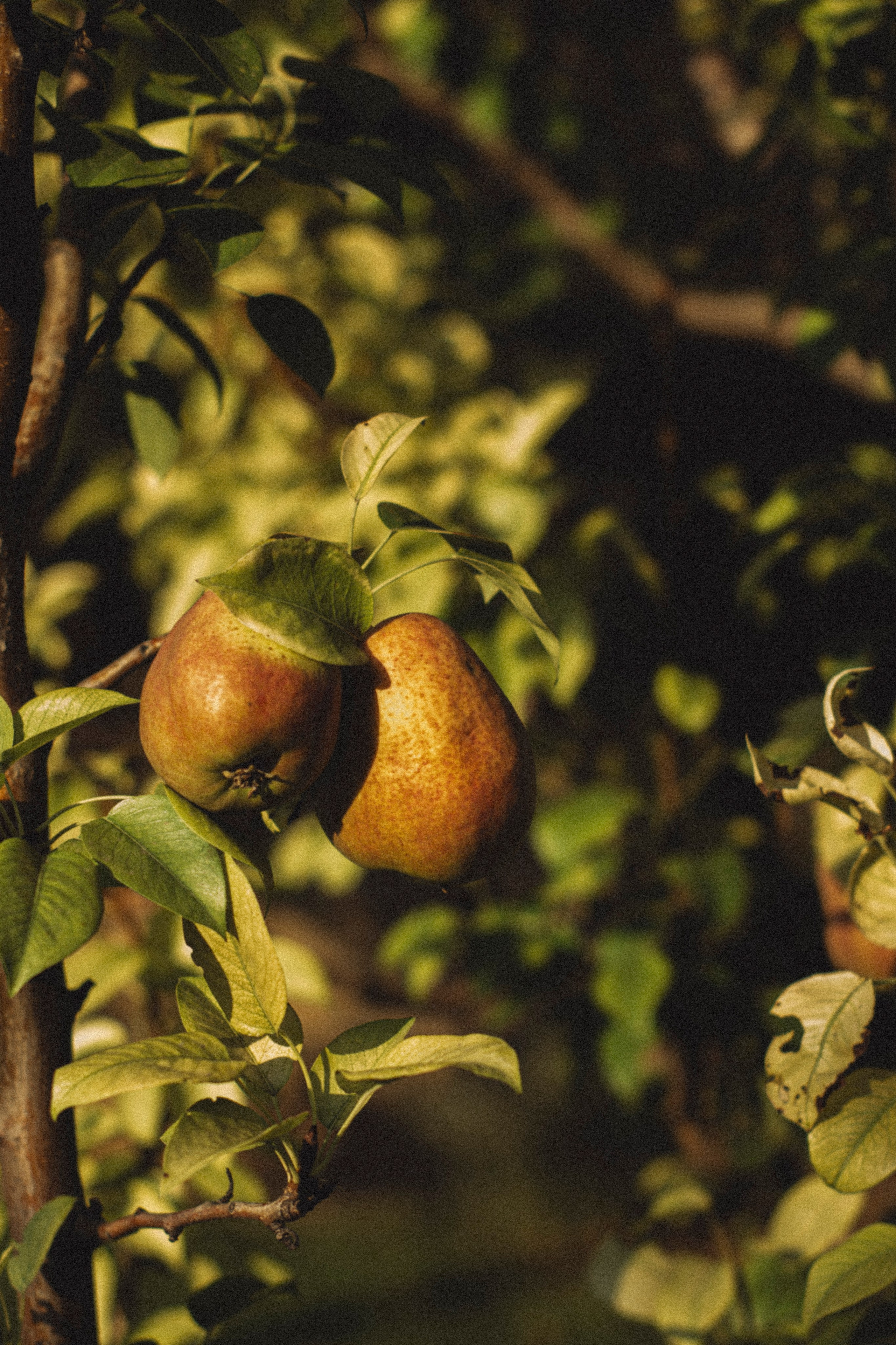 Уличная фотосессия винодельня. Я — фотограф, который помогает запечатлеть самые важные моменты вашей жизни!
