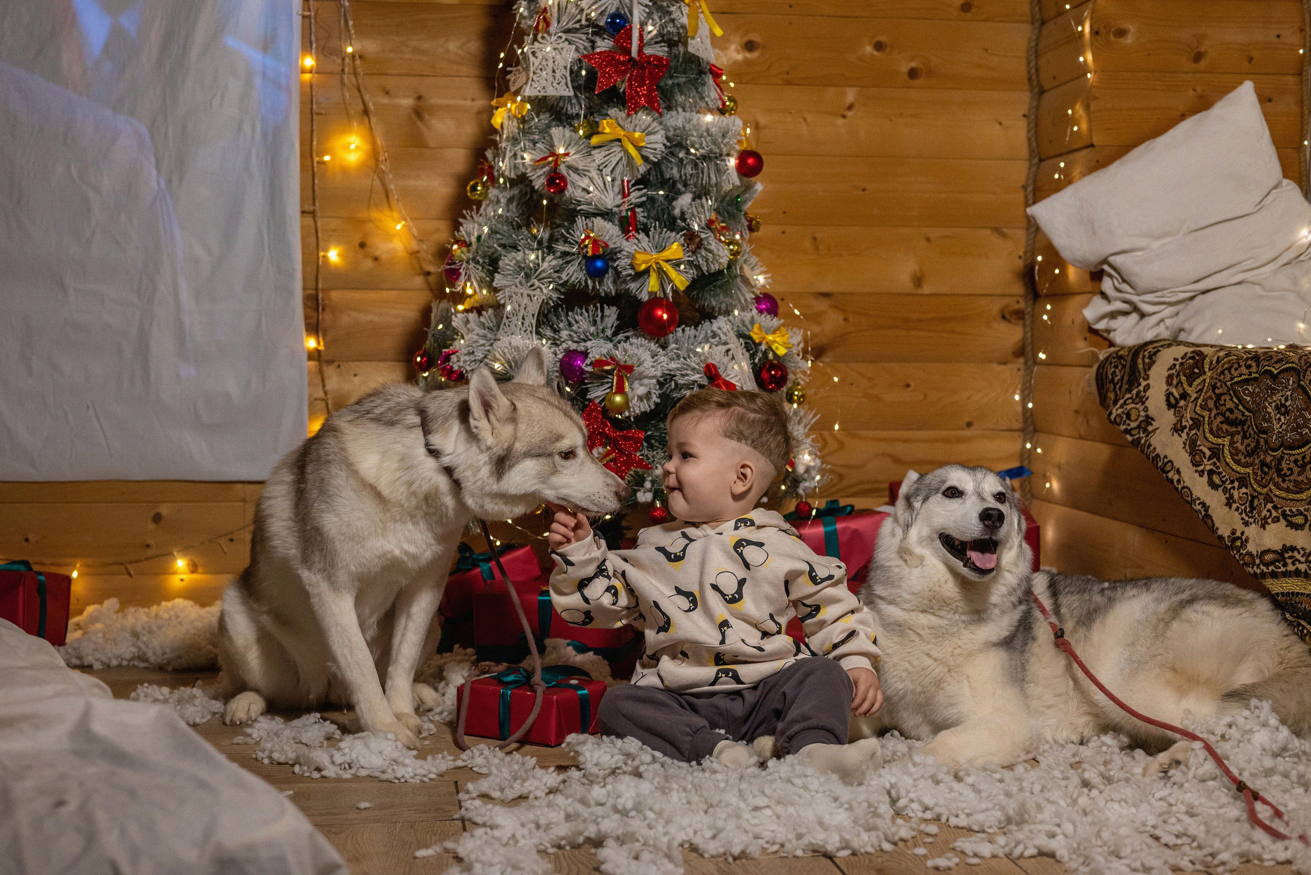 Фотопроект с хаски 2024 г. Фотограф в городе Салават