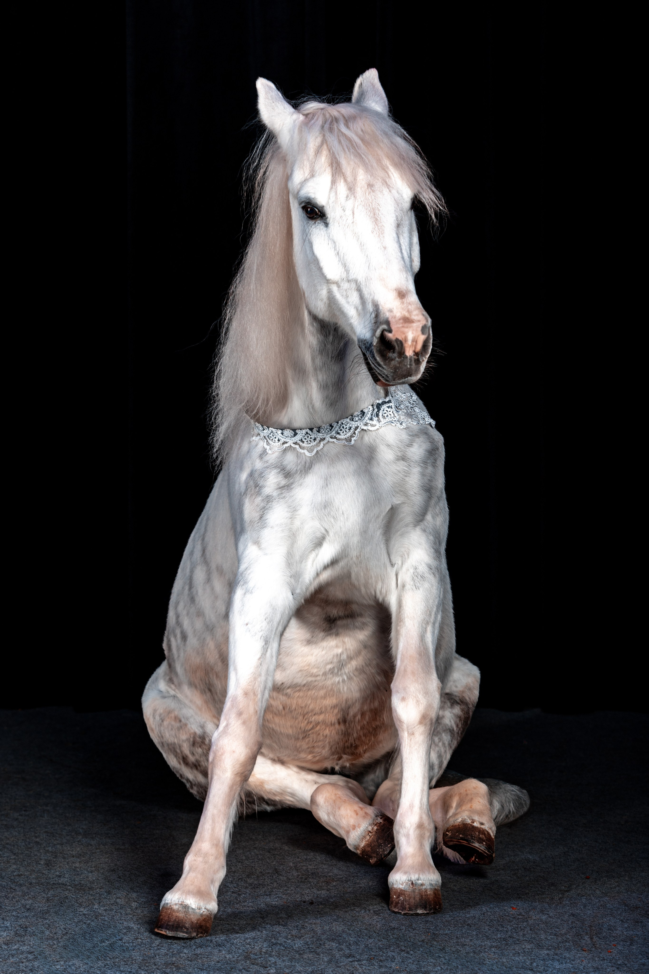 SHUSTOVI/ANIMALS. Sveta GOSHTAUTAS фотограф Пермь