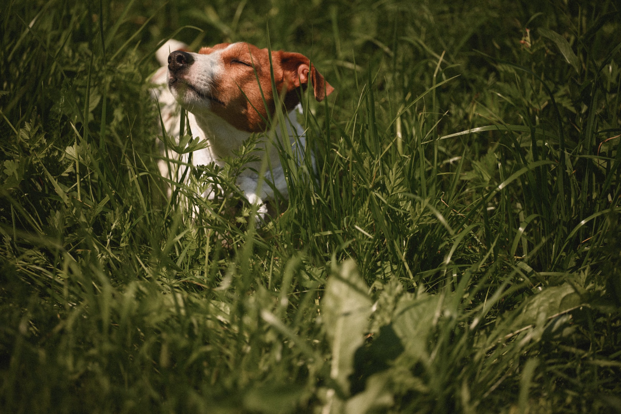 ЛУНА. Свадебный и семейный фотограф в Ростове-на-Дону