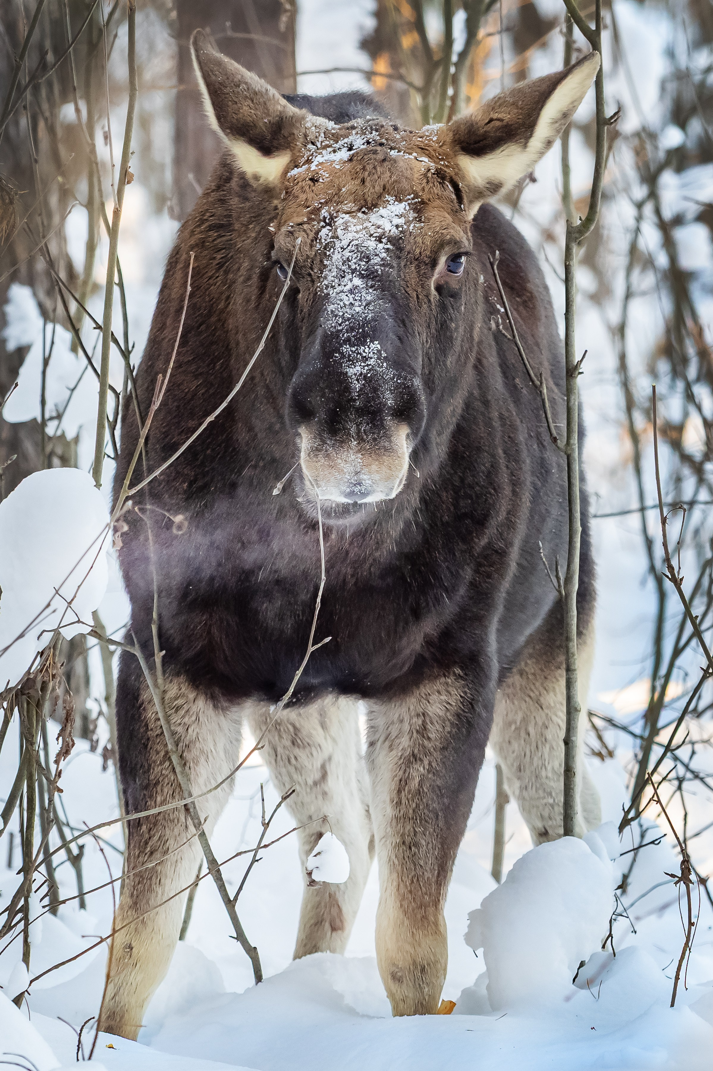Красота Заречного. Репортажный, семейный и детский фотограф в Пензе и Заречном Арина Ермилова. Картины барельеф на заказ