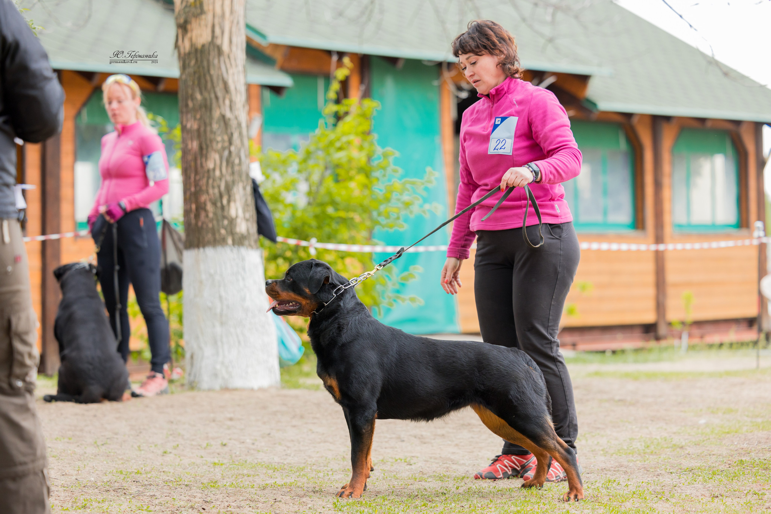 Саратов 2 х моно ротвейлеров 28-29.04.2024. Фотограф-анималист Юлия Германика