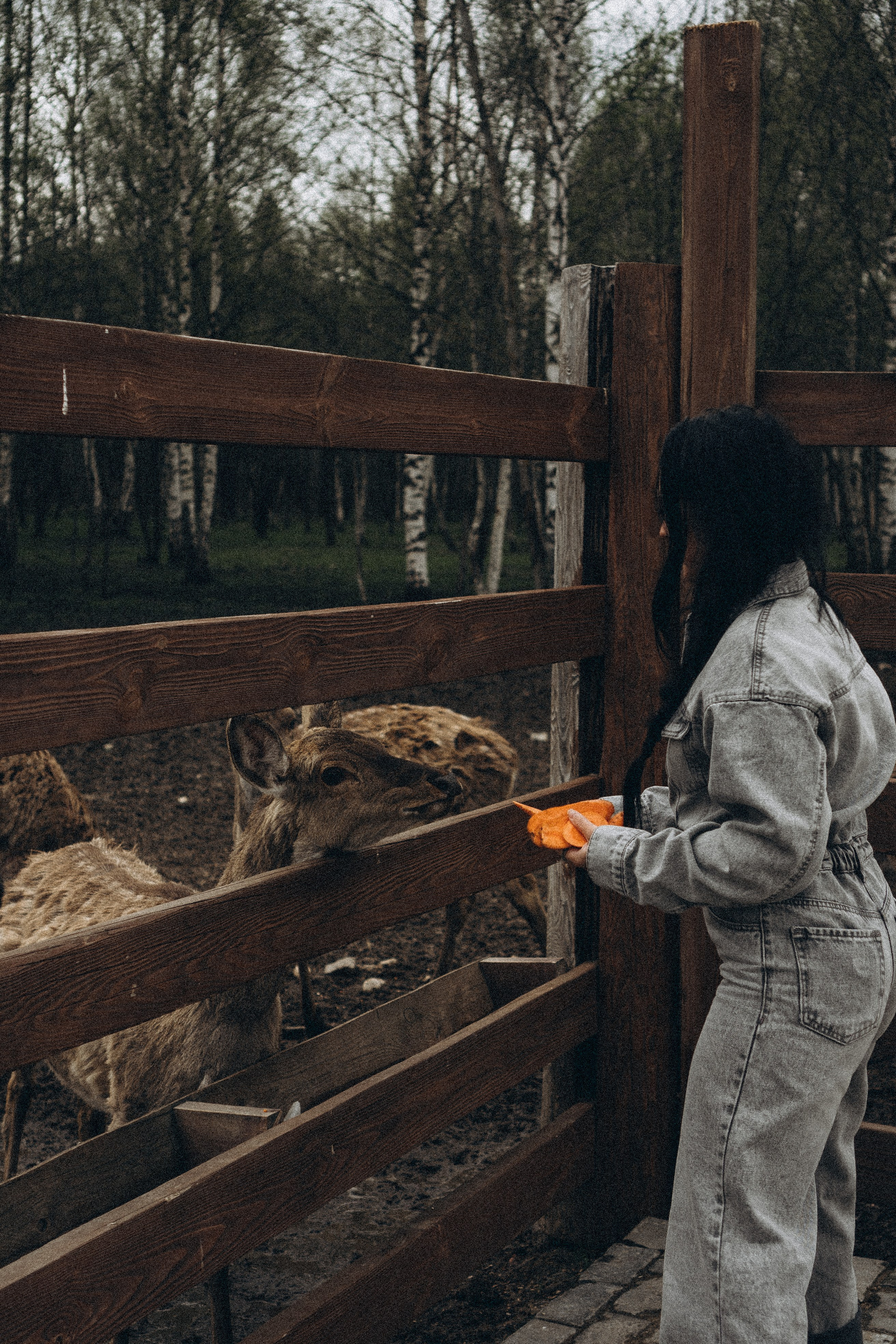 ОЛЕНЬЯ ФЕРМА В ТВЕРИ. Профессиональный фотограф, Санкт-Петербург — Виктория Богомолова