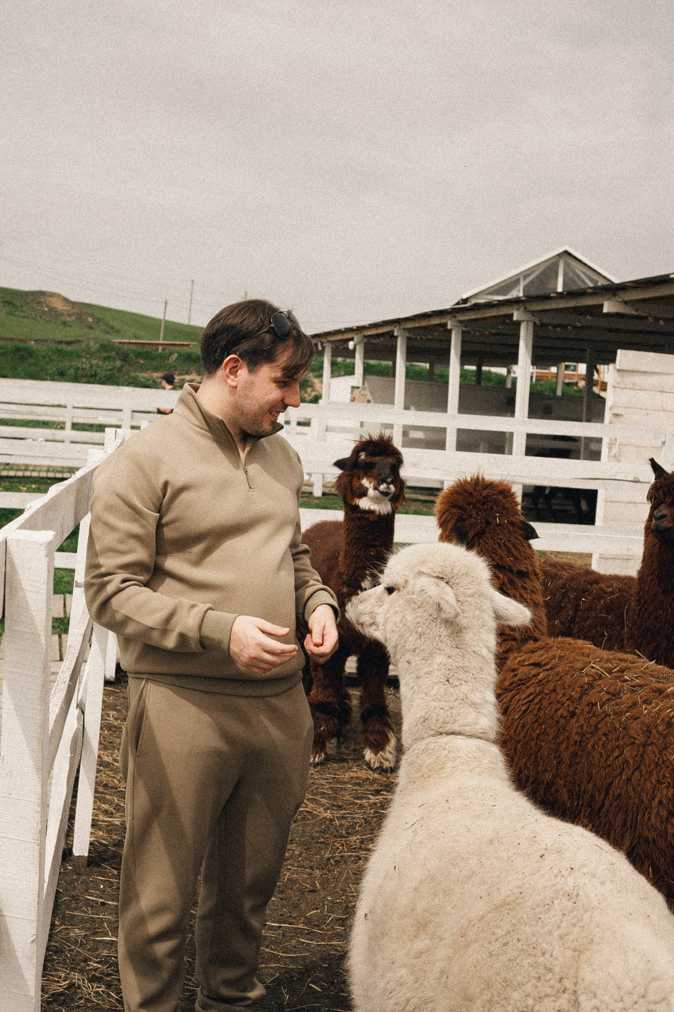 Ферма Альпак. Профессиональный фотограф, Санкт-Петербург — Виктория Богомолова