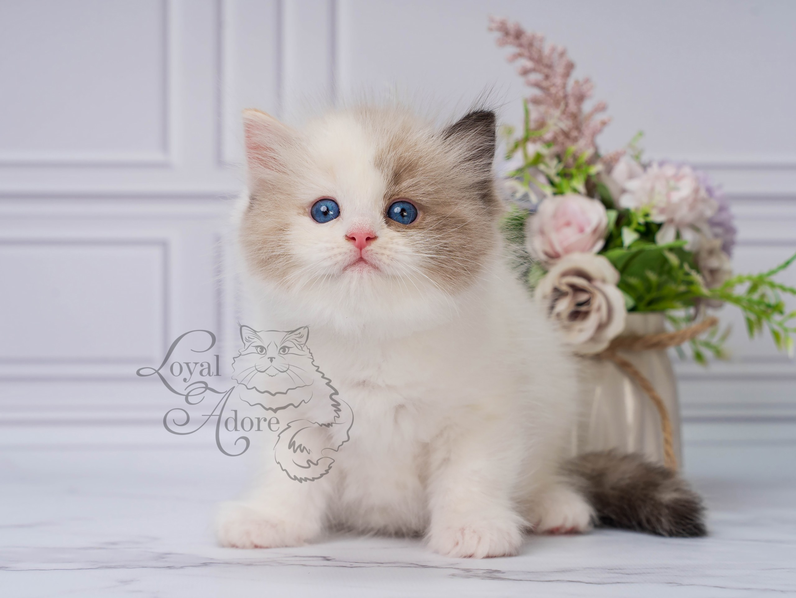 Котята рэгдолл от Loyal Adore. Питомник рэгдолл Loyal Adore