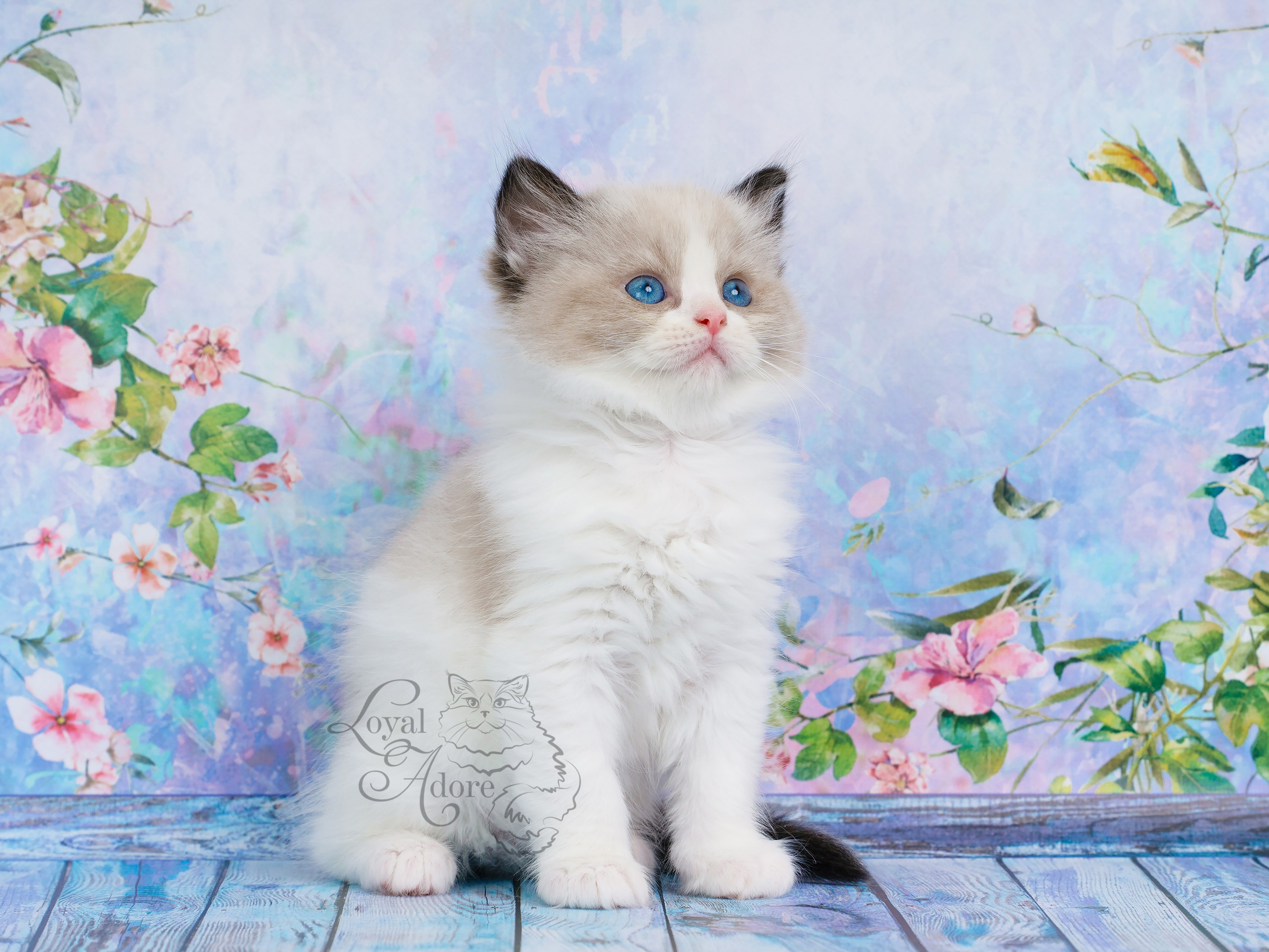 Котята рэгдолл от Loyal Adore. Питомник рэгдолл Loyal Adore