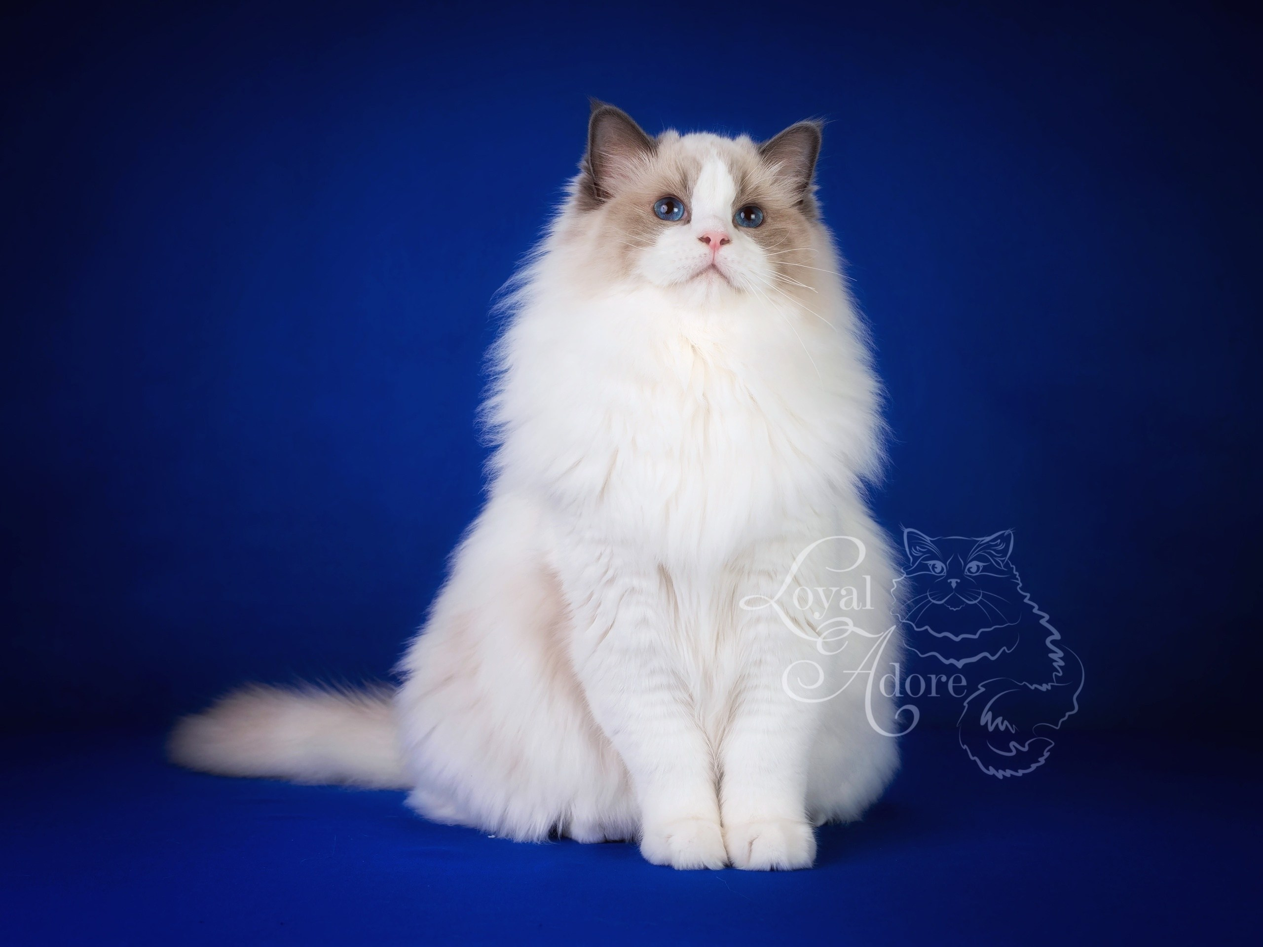 Коты производители Loyal Adore. Питомник рэгдолл Loyal Adore