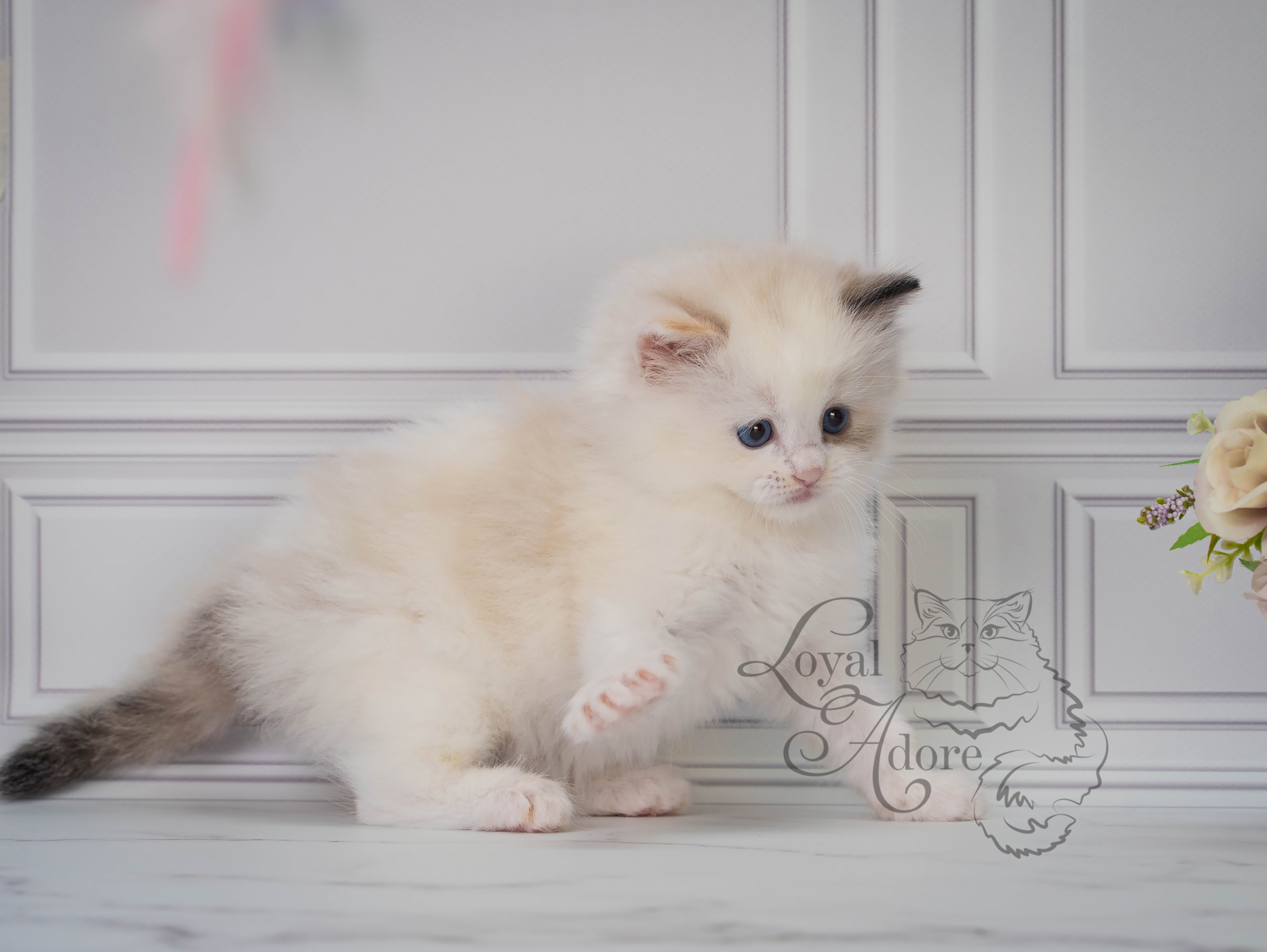 Котята рэгдолл от Loyal Adore. Питомник рэгдолл Loyal Adore