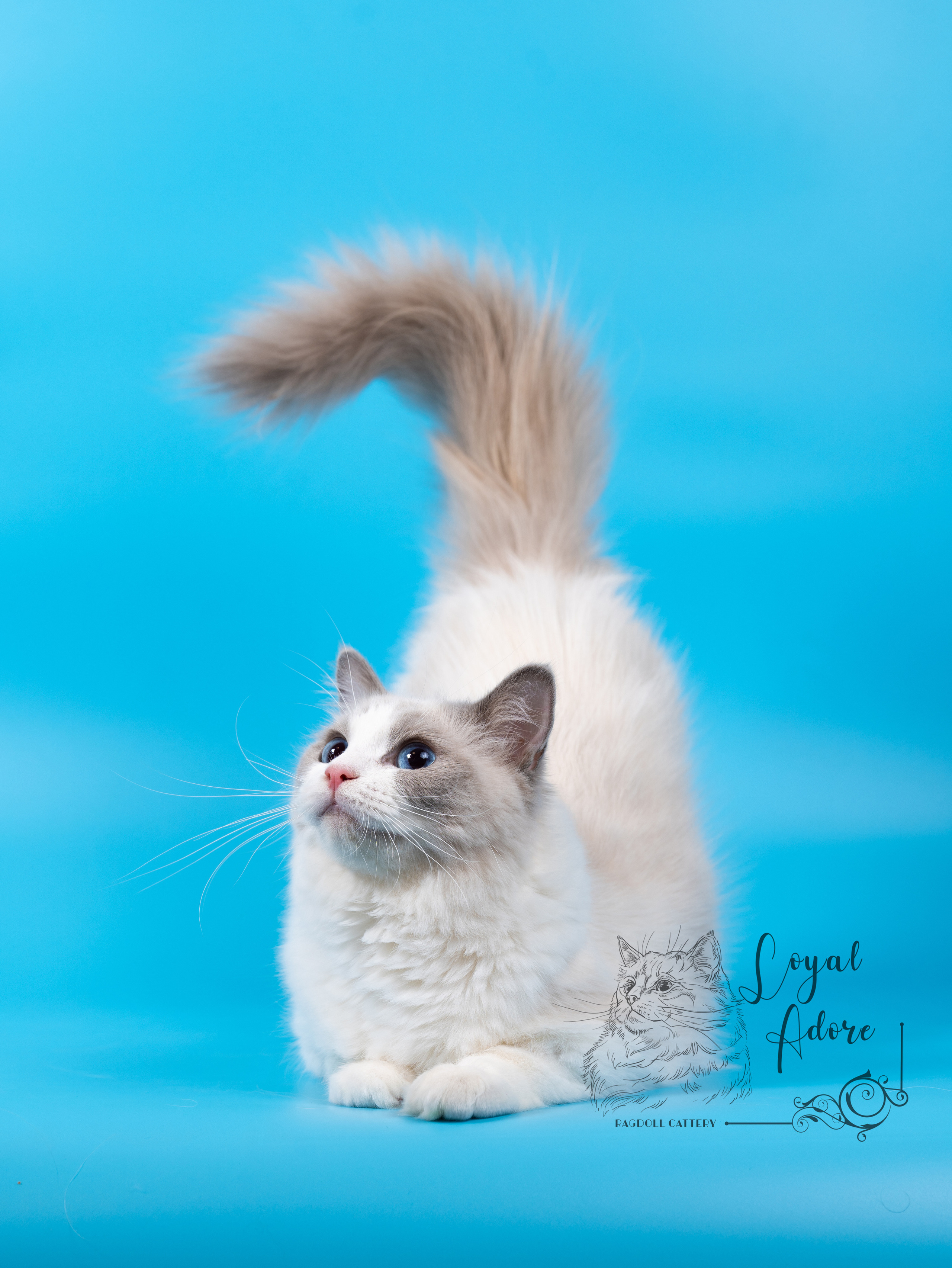 Кошки производители Loyal Adore. Питомник рэгдолл Loyal Adore