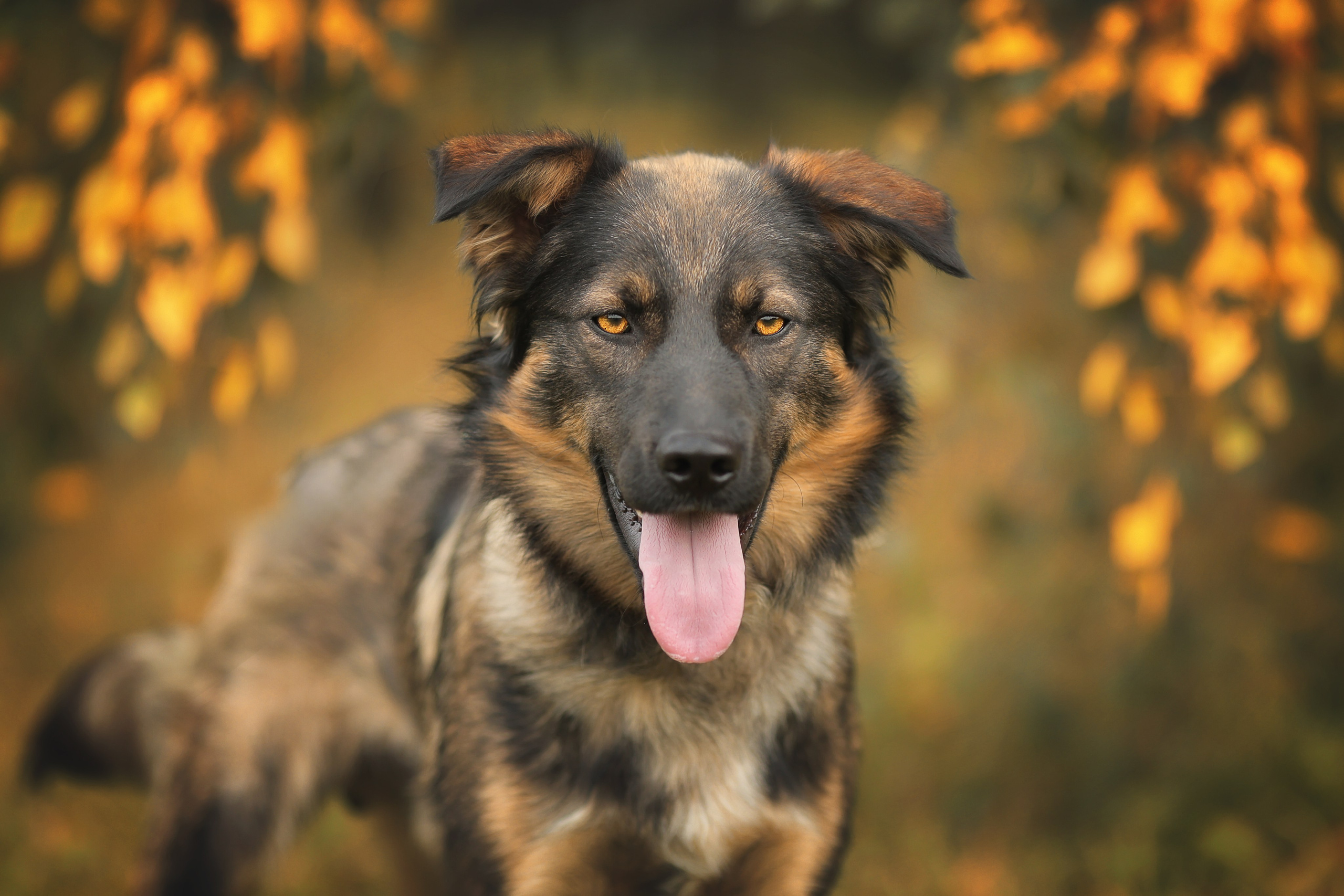 Конкурсные работы. Фотограф-анималист в Москве и Подмосковье