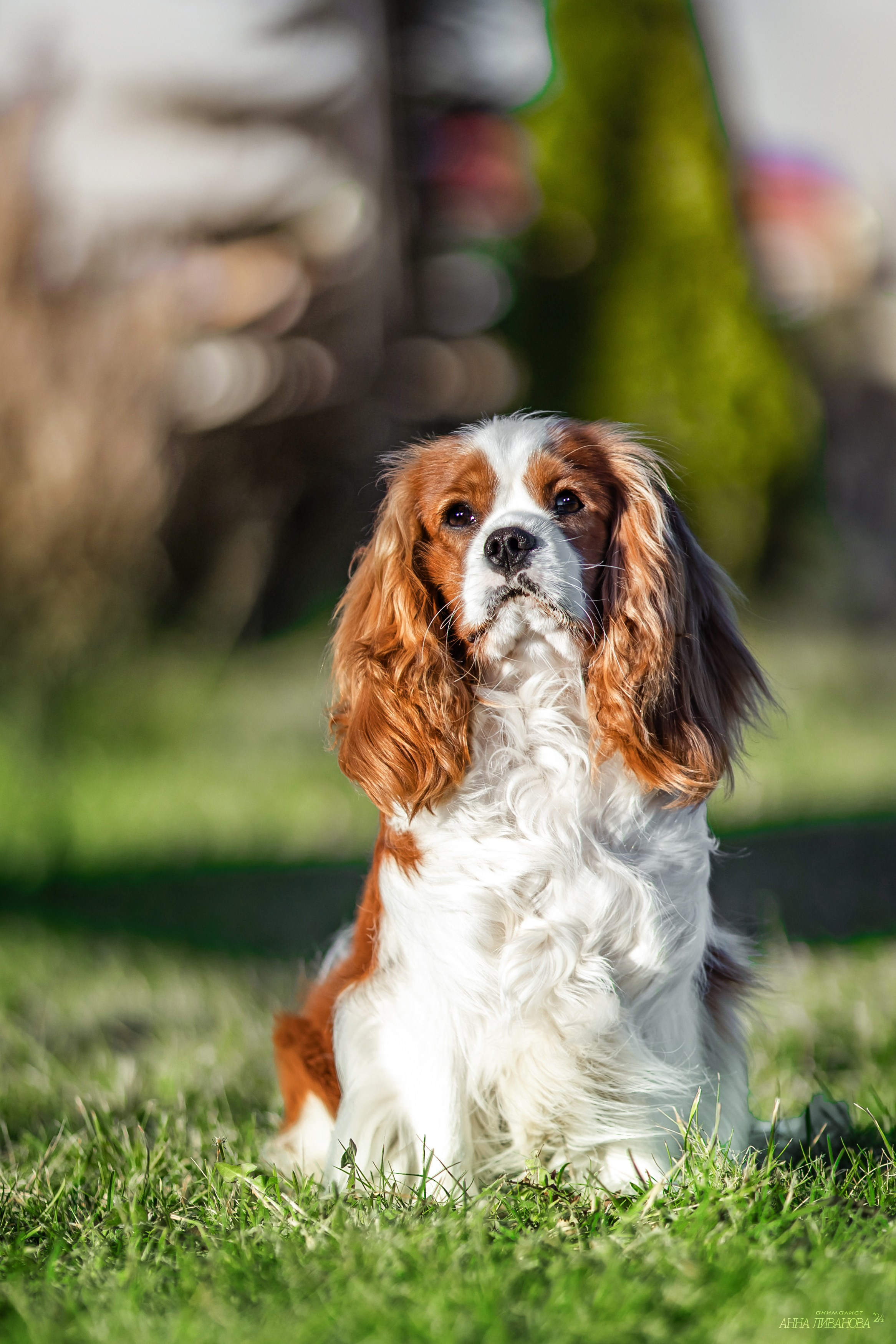 Кавалеры. Фотограф анималист Аня Ливанова | Рыбинск
