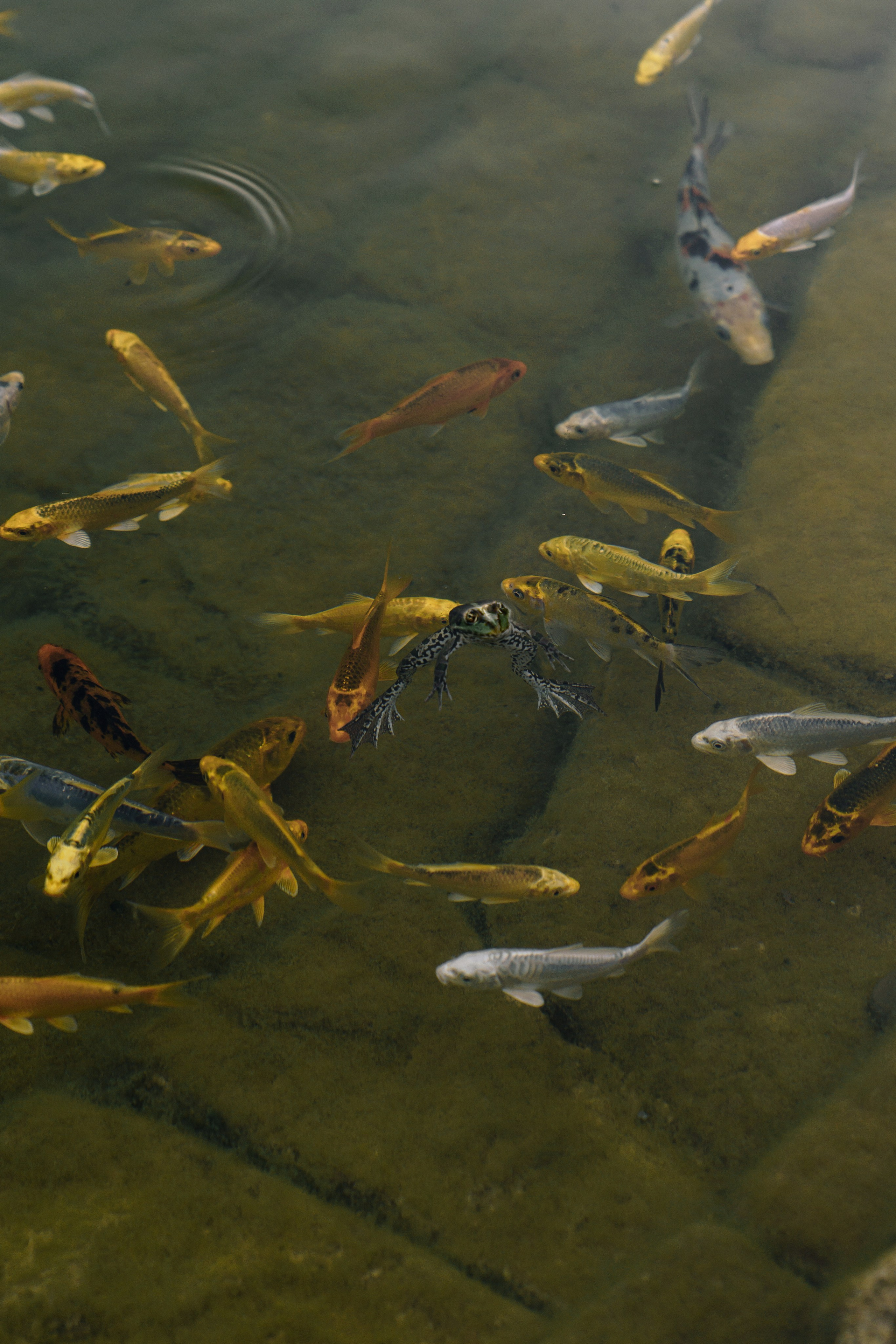 Яна|Никита. Свадебный фотограф в Ростове-на-Дону Саша Филатова