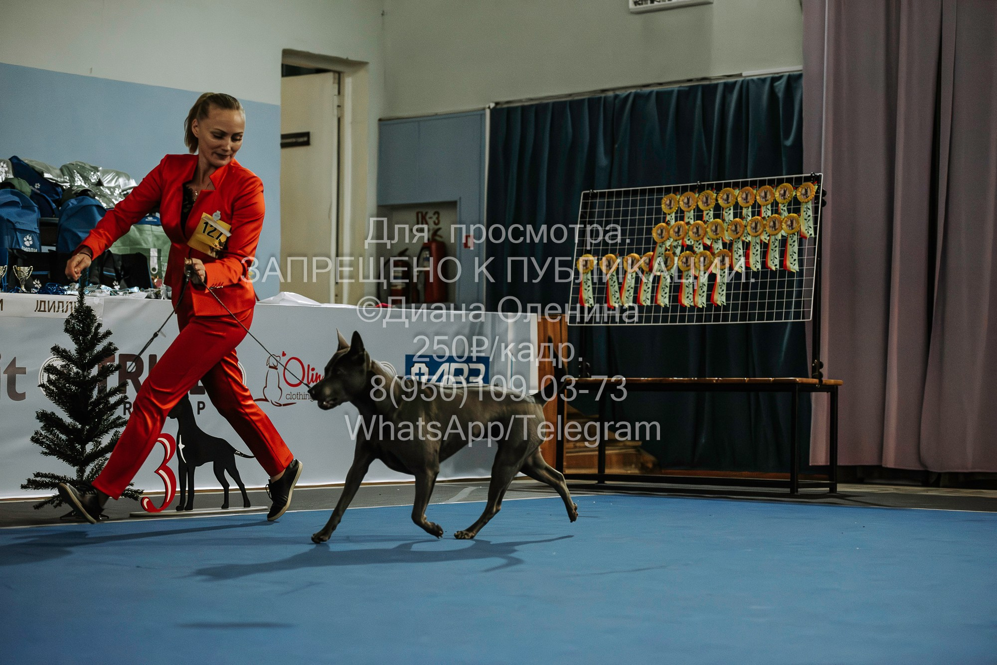 Выставка собак Красноярск 29.10.2023. Фотограф Диана Оленина Красноярск / Братск