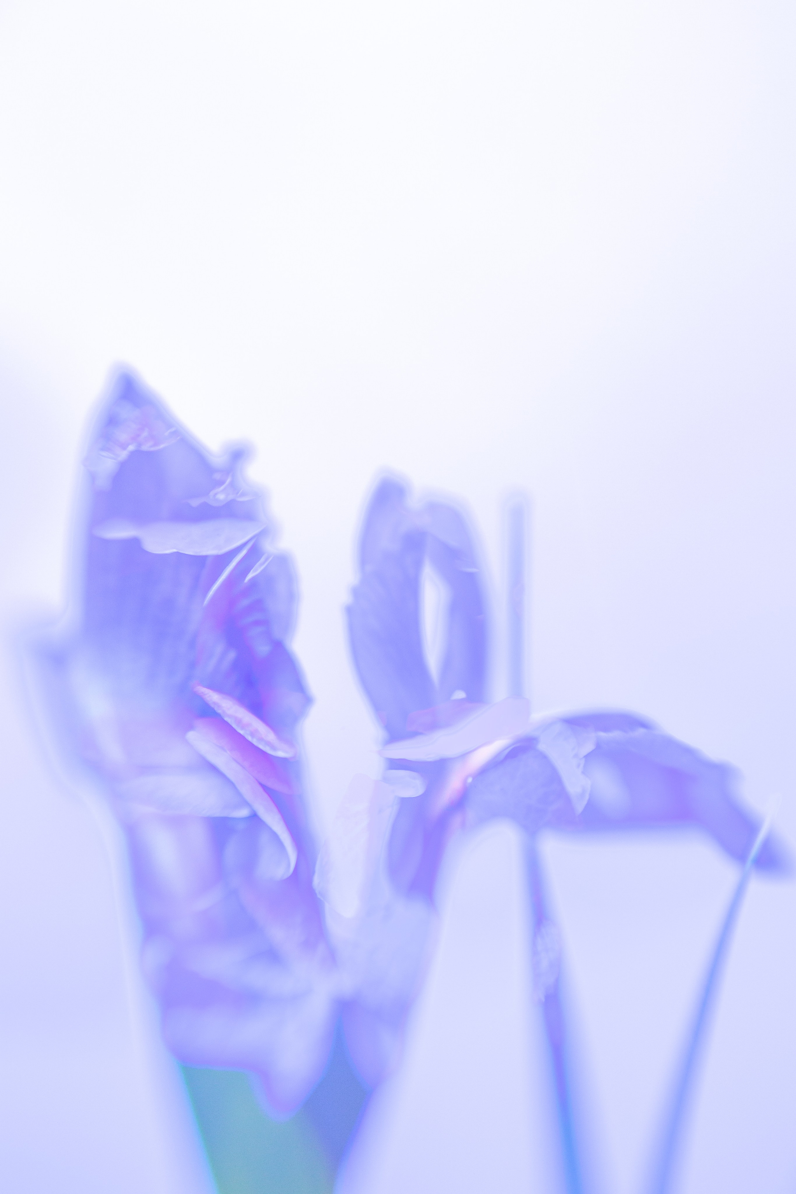 ЦВЕТА, 2025-2026. АННА ВЕРСО / ANNA VERSO | Визуальный художник / Visual artist