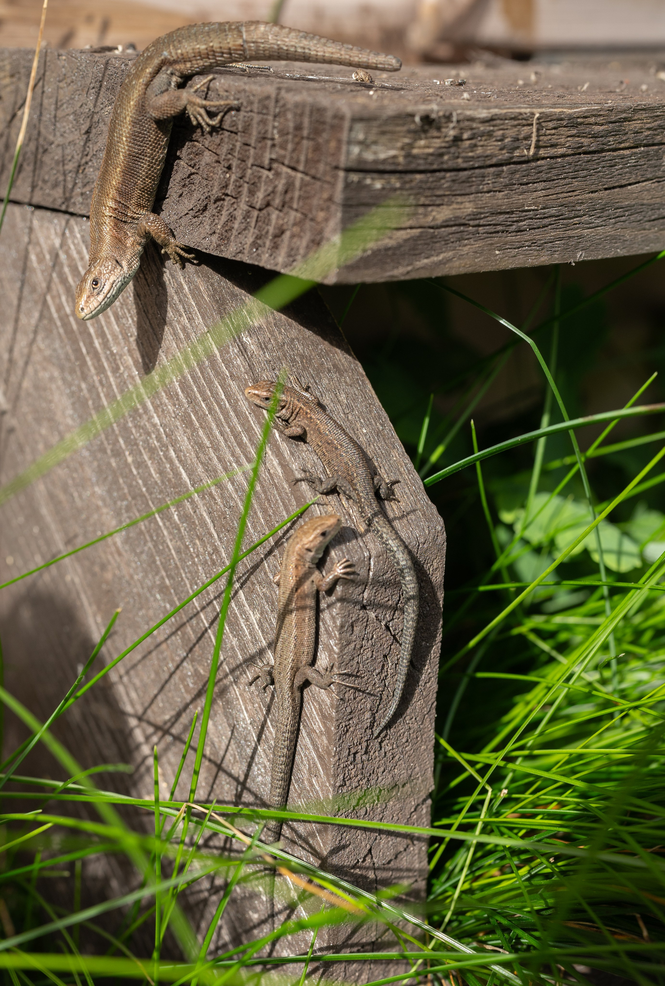 Для души. Фотосессия портрет, ню, будуар, стрит фотограф Москва Юлия Кафизова