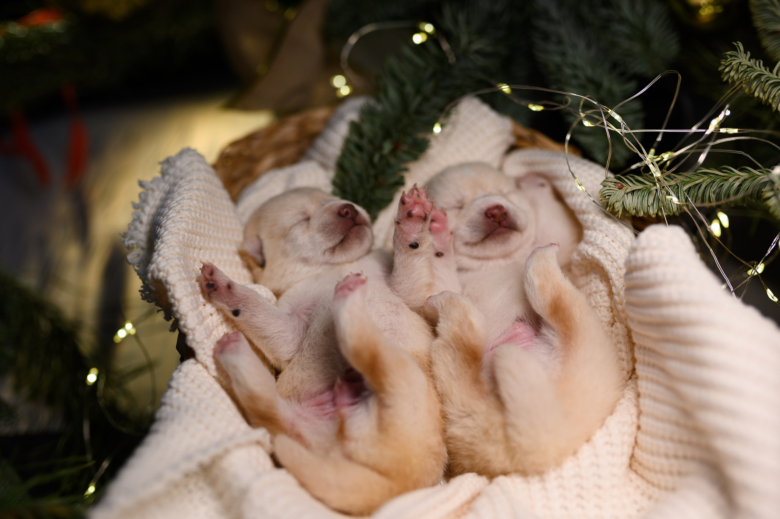 Мамесиба. Фотограф анималист в Москве Ольга Агушева