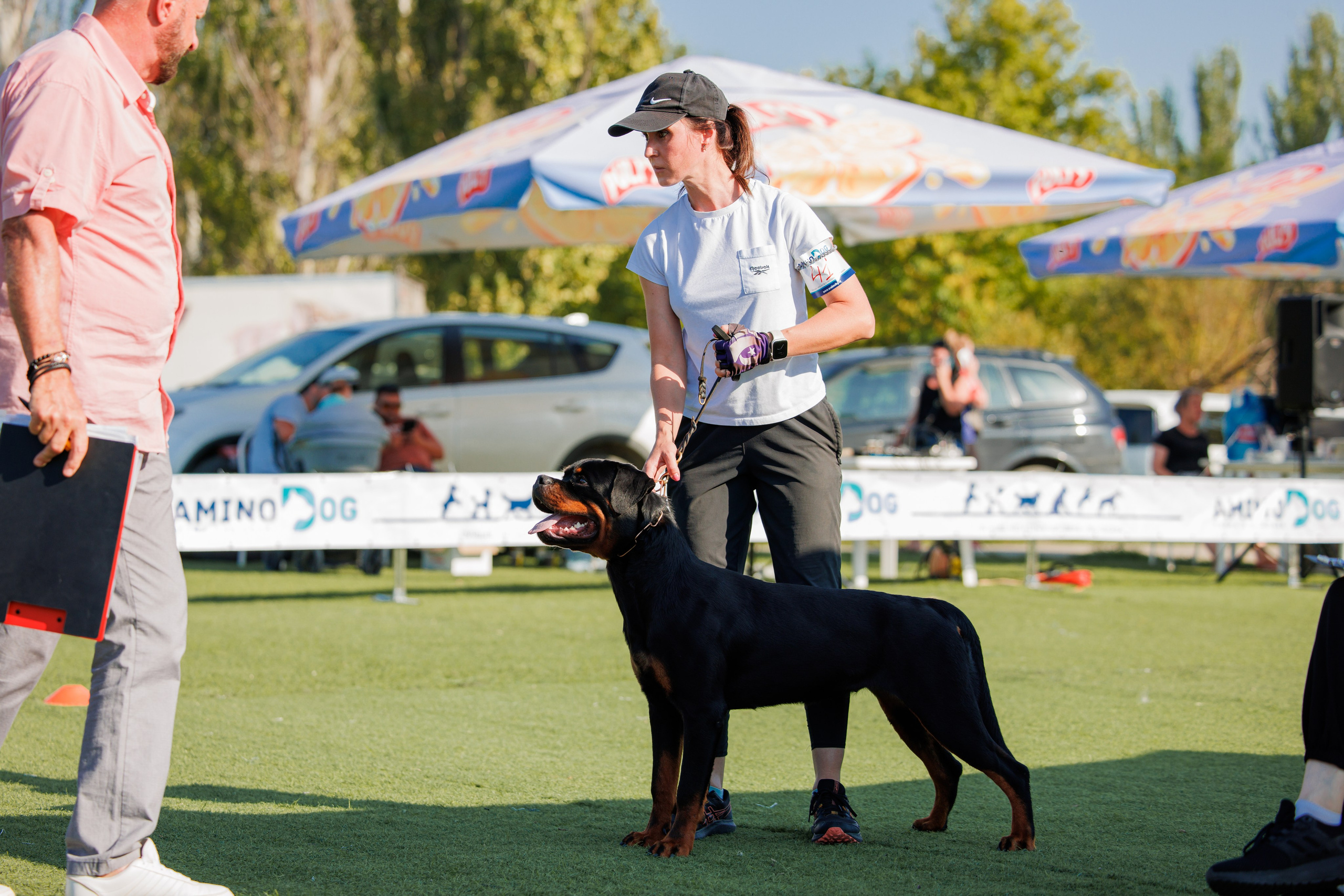 Анапа ротвейлеры 14-15.09.2024. Фотограф-анималист Юлия Германика